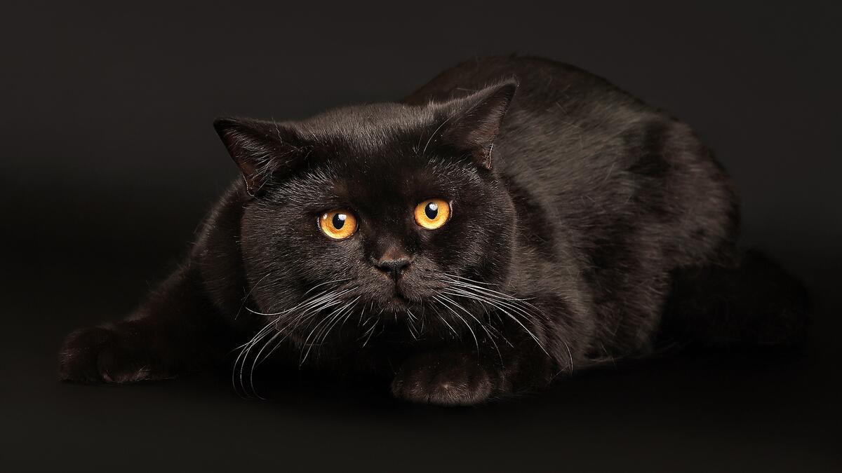 A frightened black cat