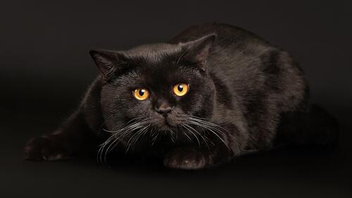 A frightened black cat