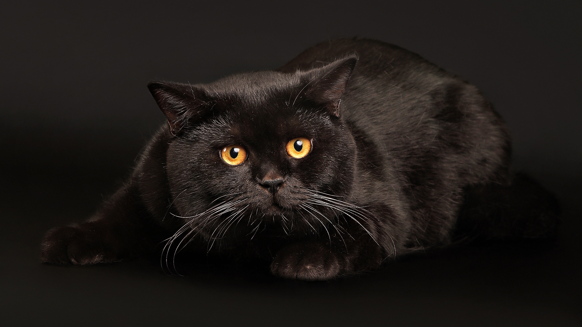 Free photo A frightened black cat