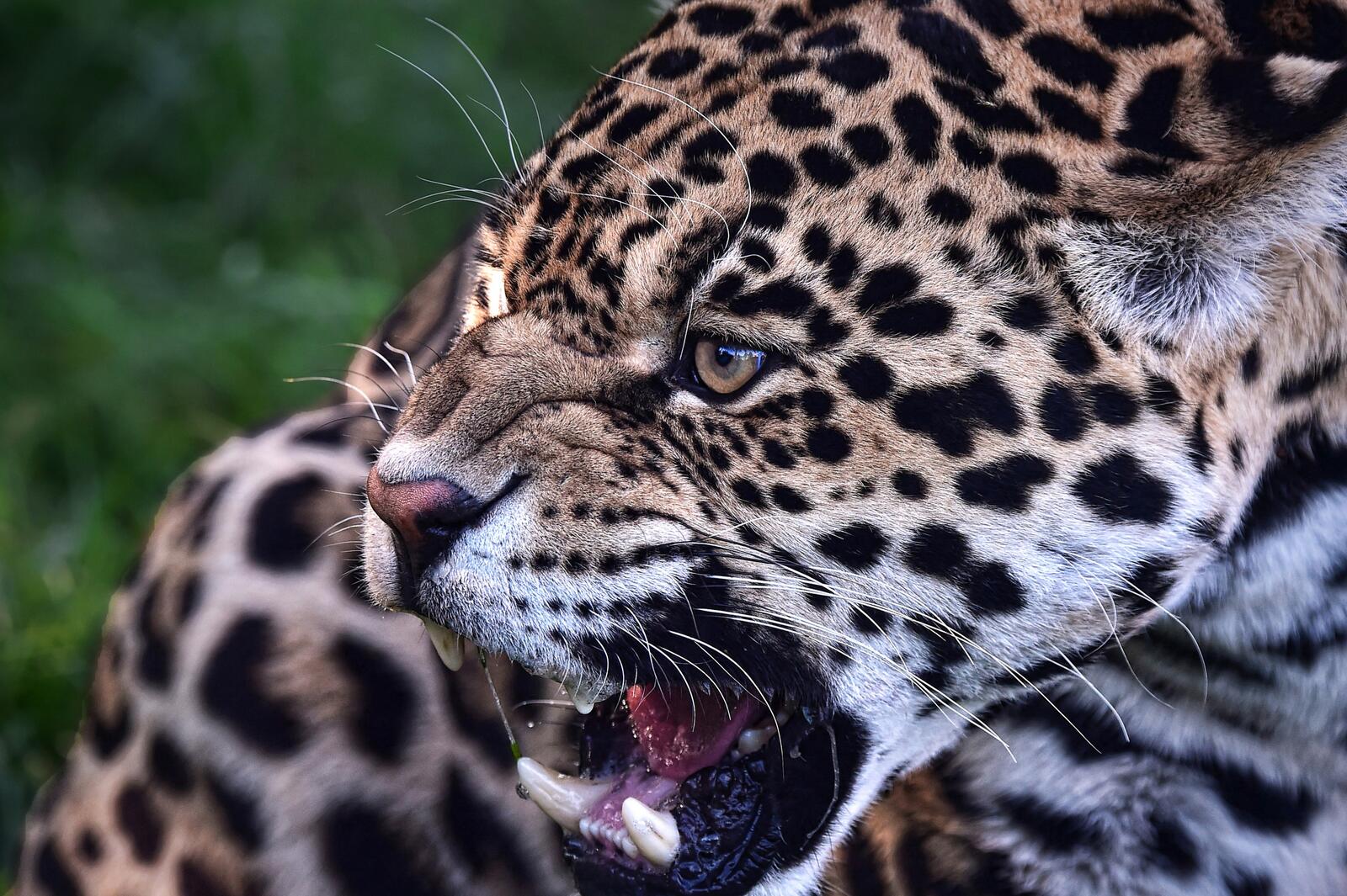 Обои леопард открыв рот острые зубы на рабочий стол