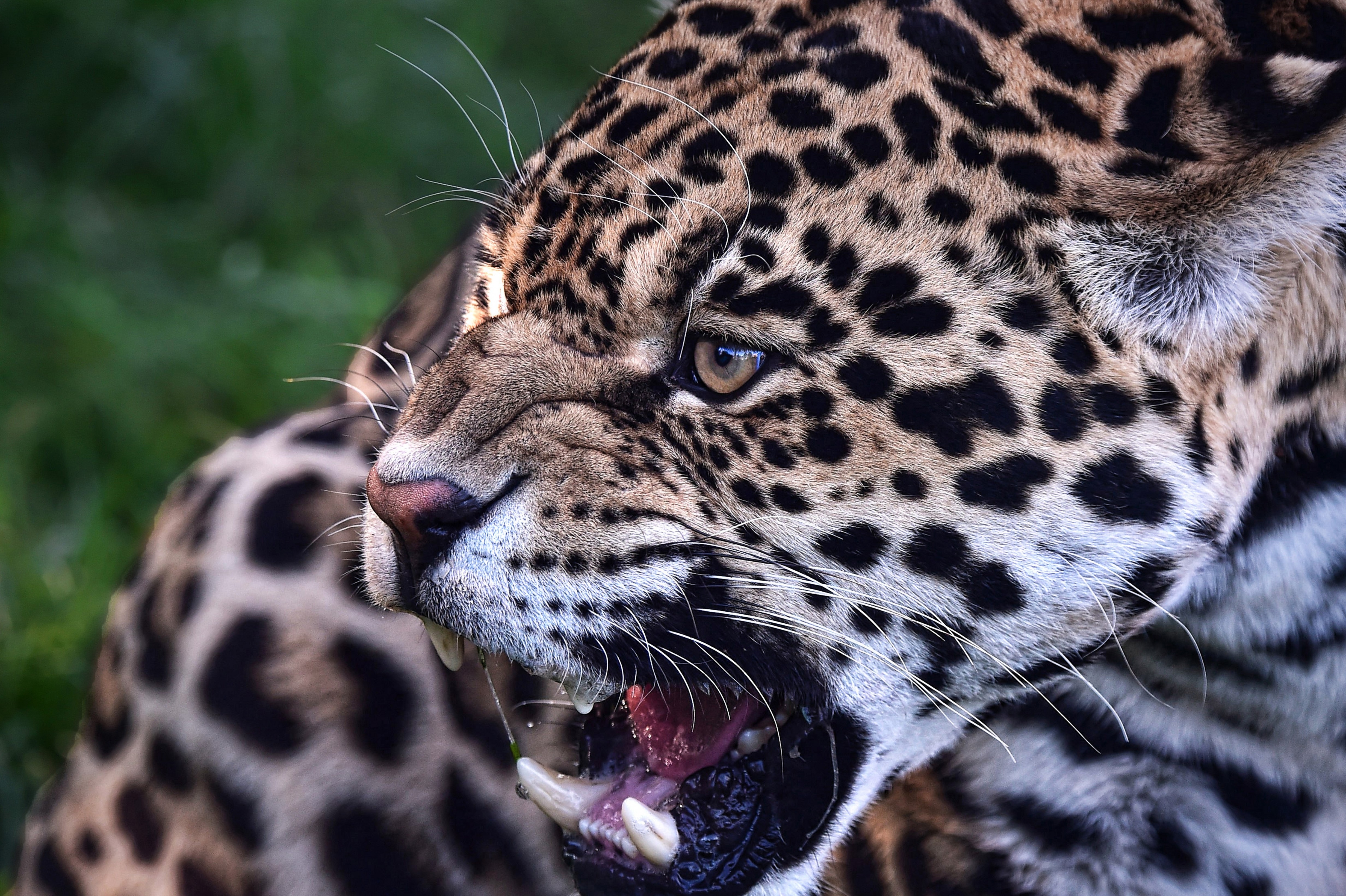 Wallpapers leopard with open mouth sharp teeth big cat on the desktop
