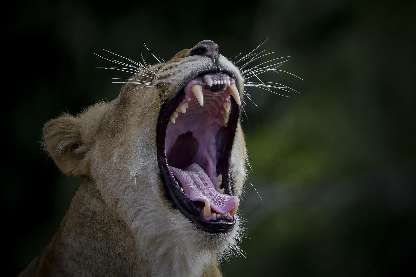 Wallpapers animals yawn predator on the desktop