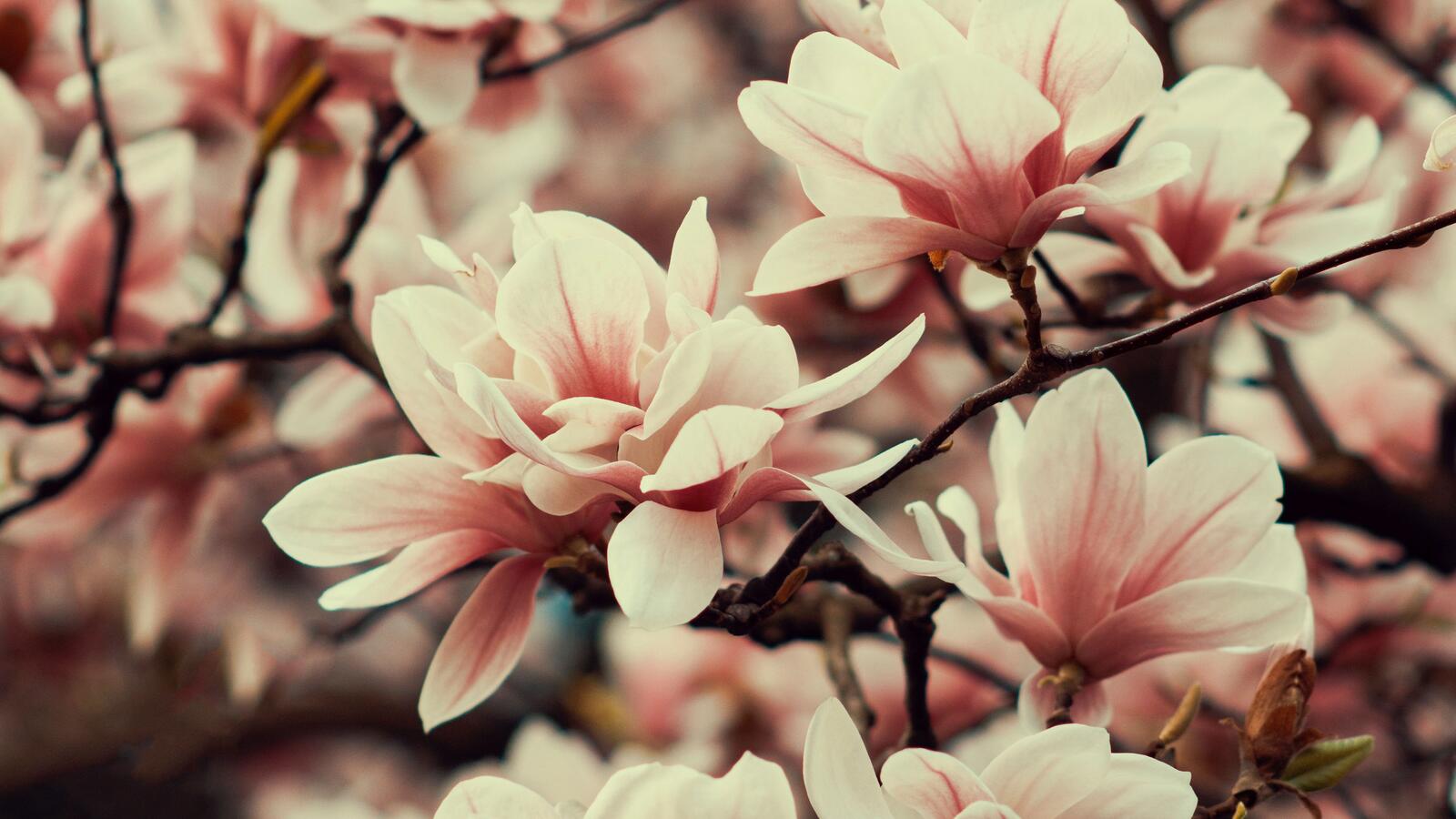 Wallpapers pink flowers branches trees on the desktop