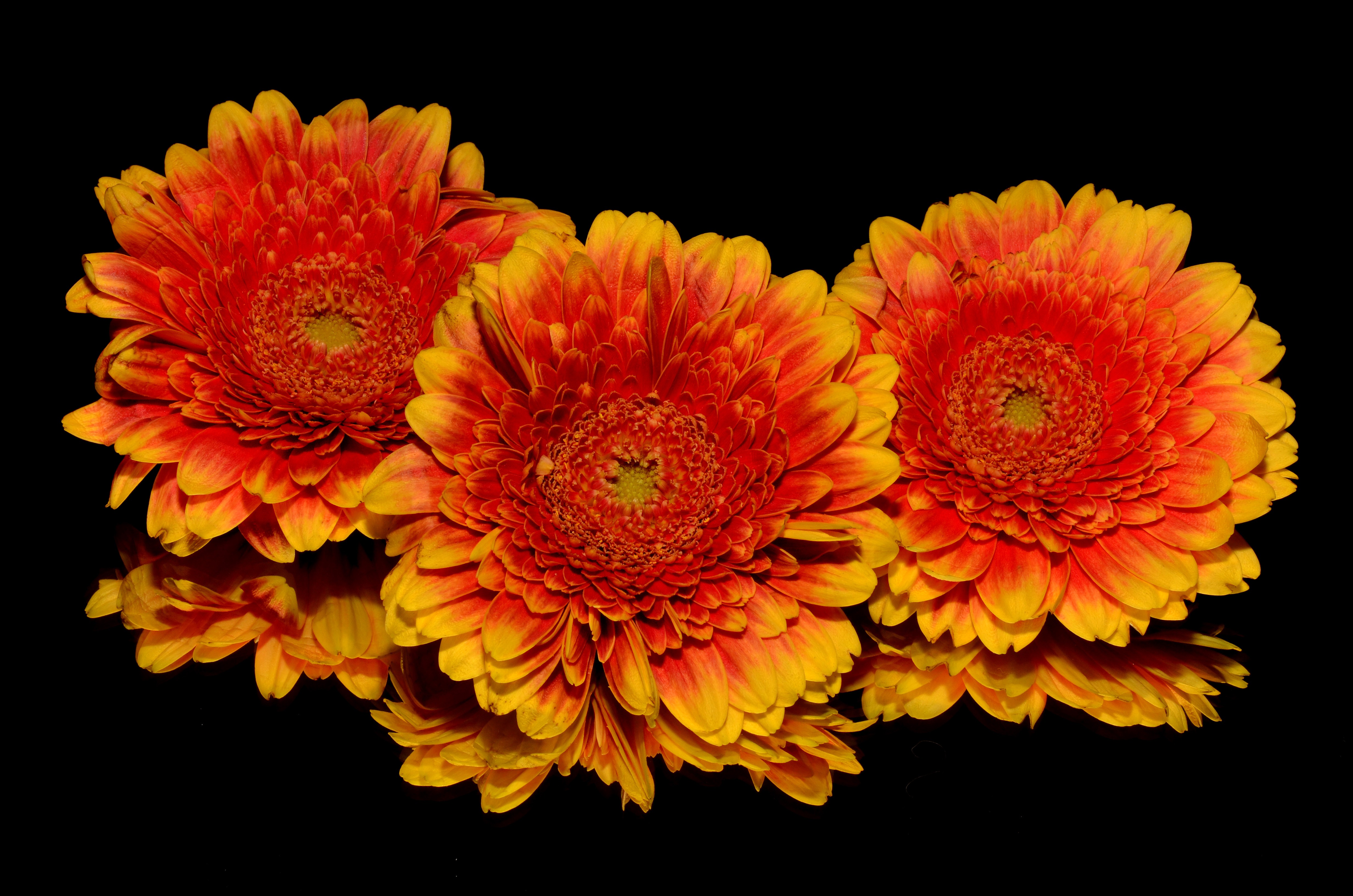 Photo free flowering plant, orange, gerbera