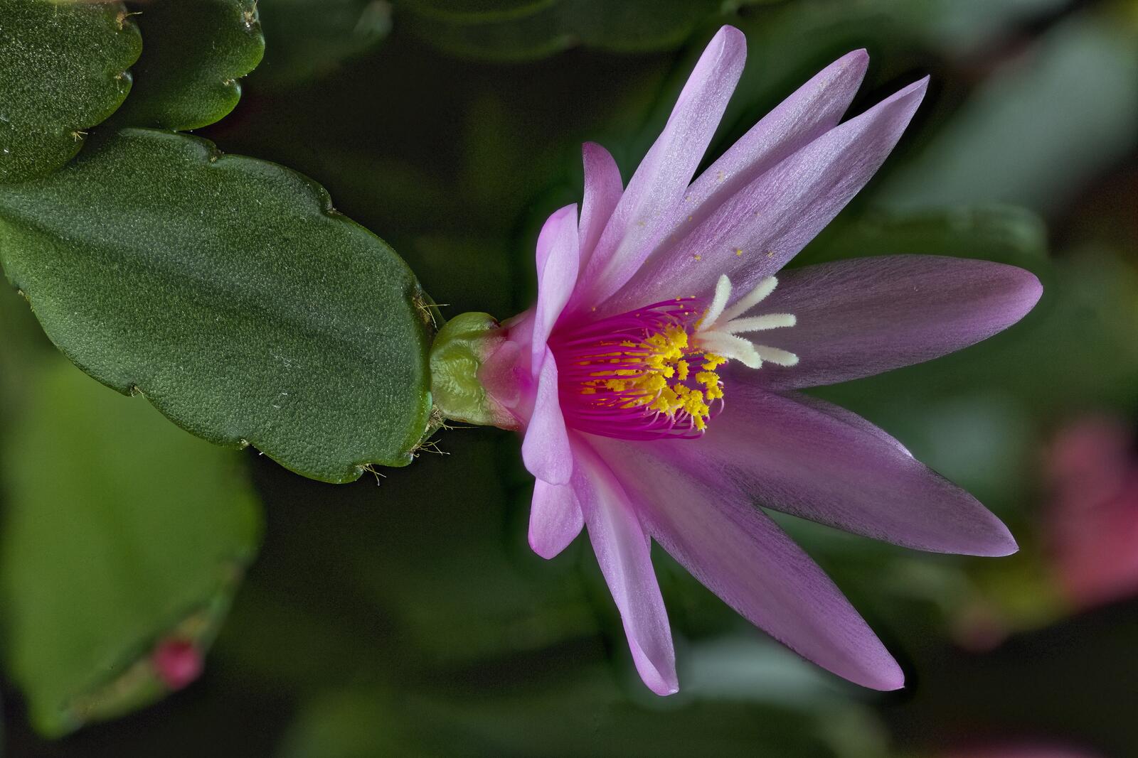 Wallpapers Ripsalidopsis Hathira Easter cactus on the desktop