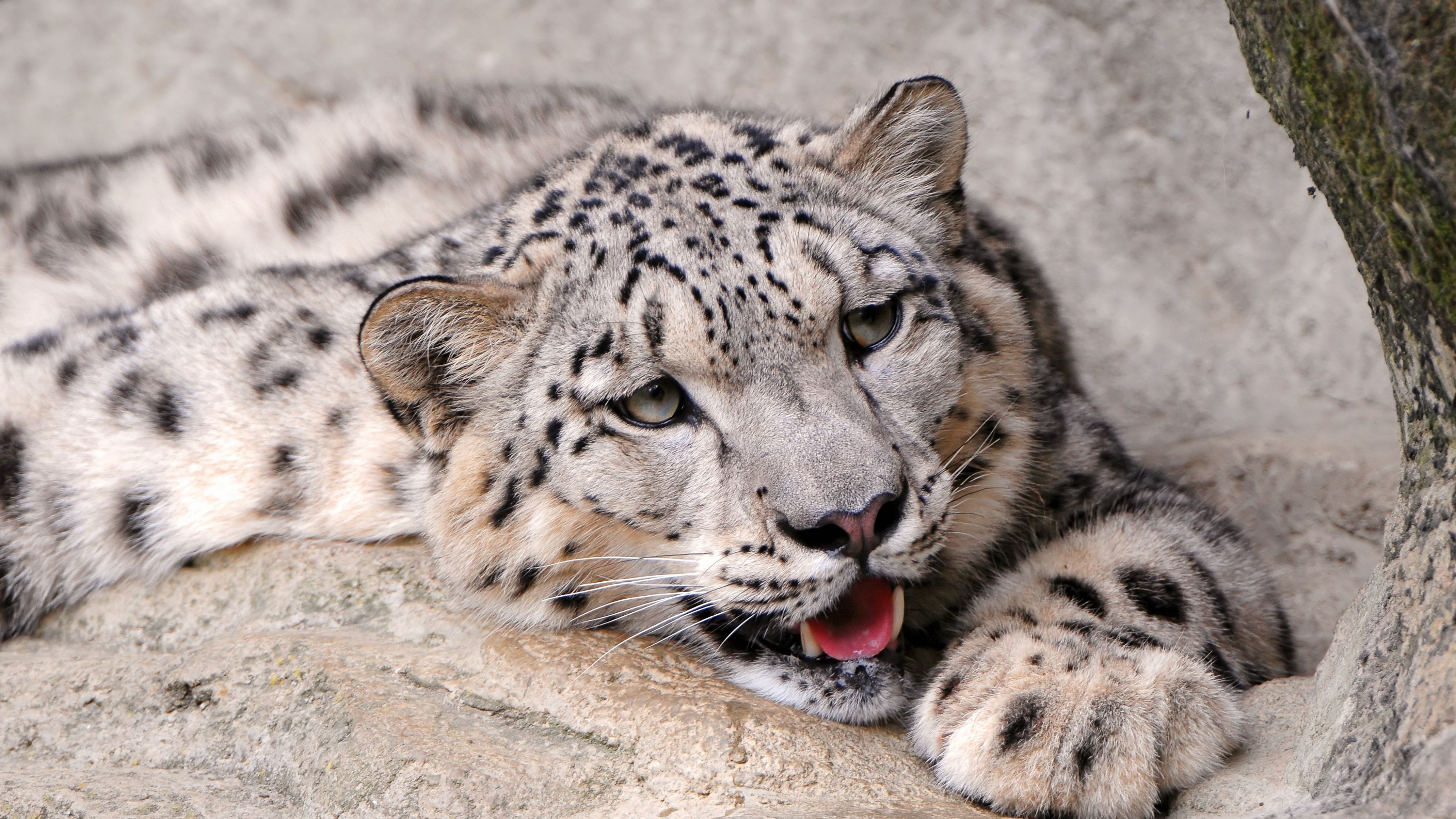 免费照片一只雪豹因高温而张开嘴