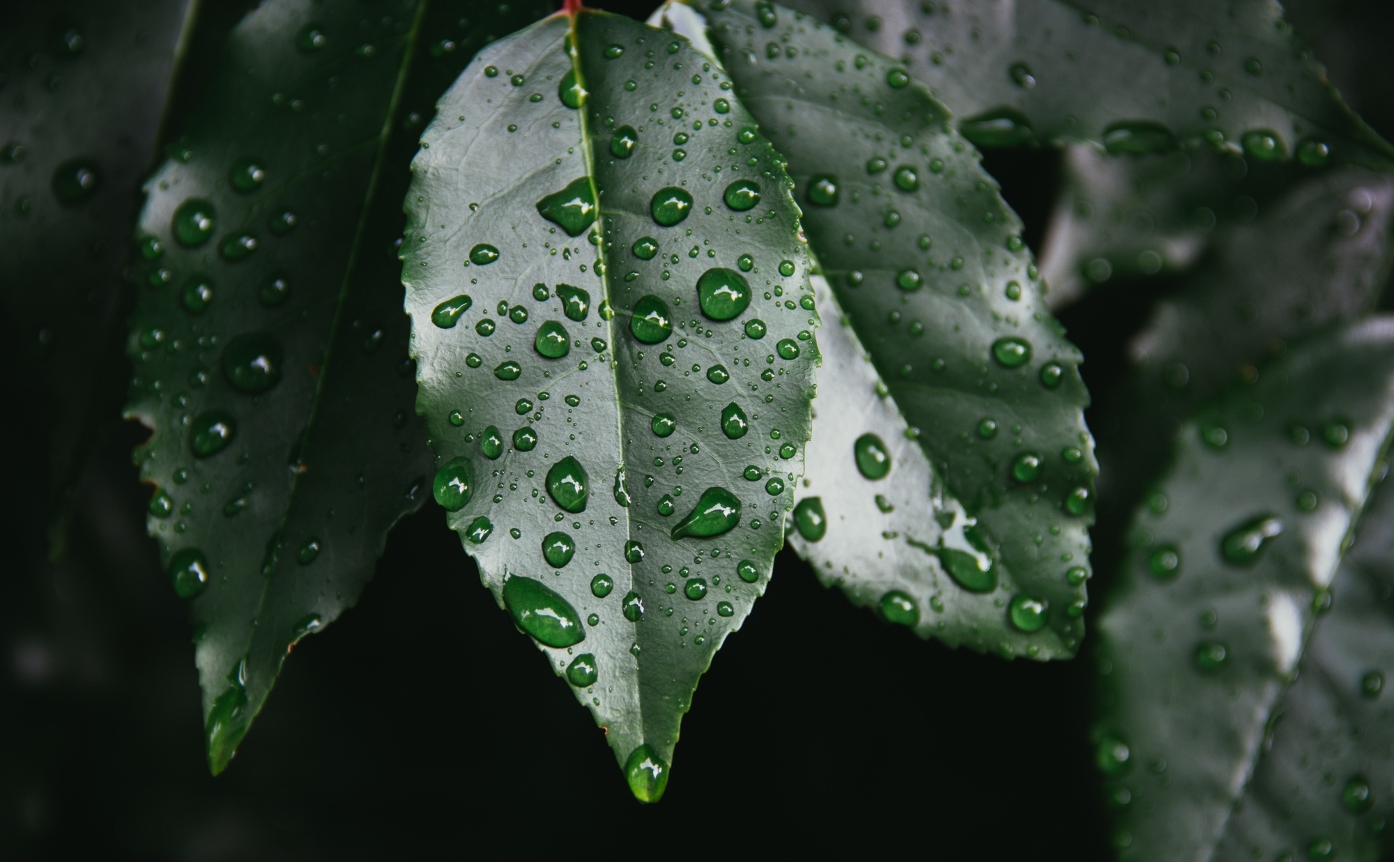 Green leaves in the rain