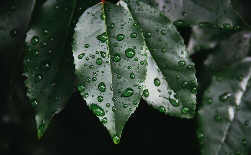Зеленые листья под дождем