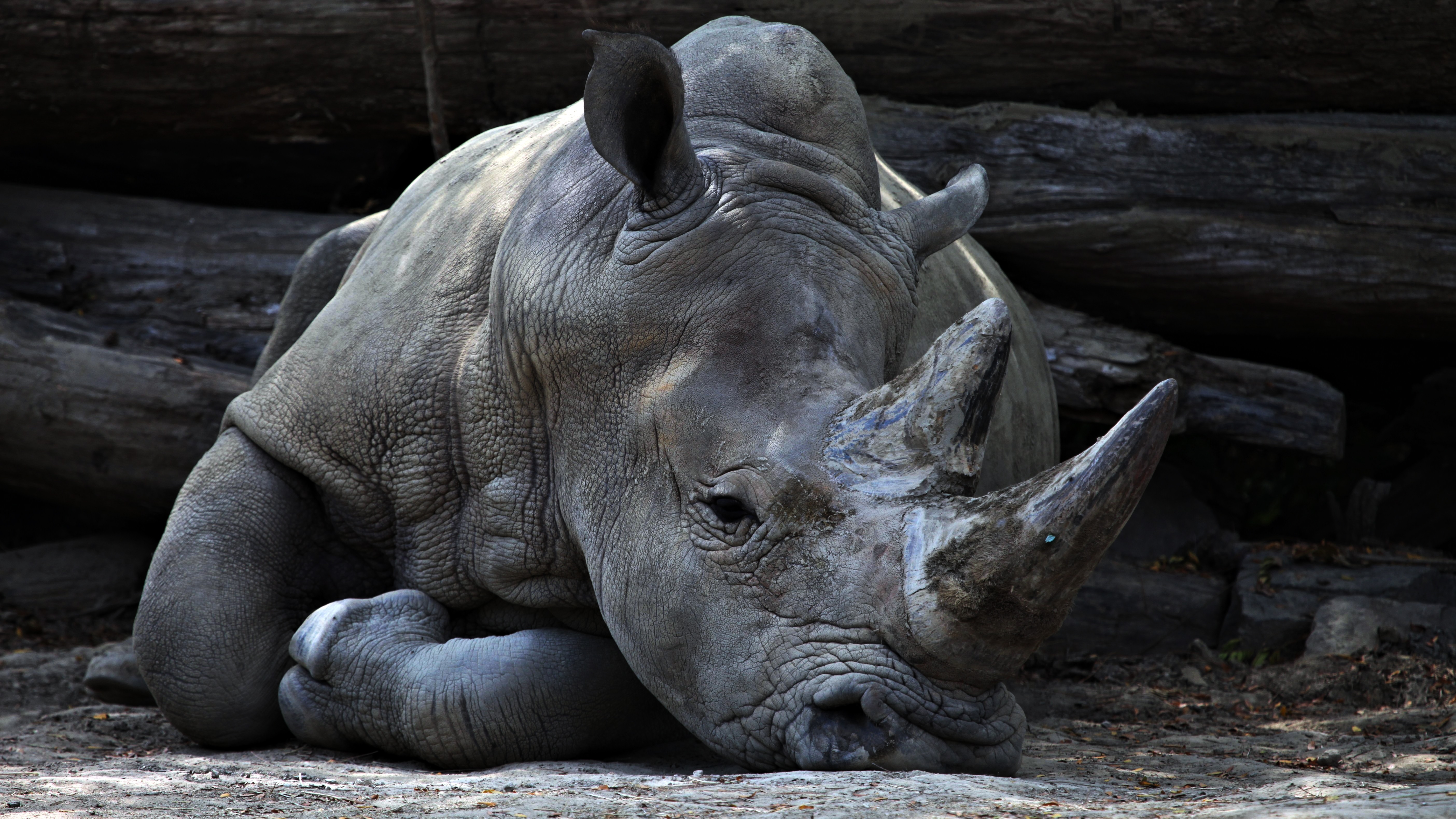 Фото бесплатно рога, уши, обои носорог