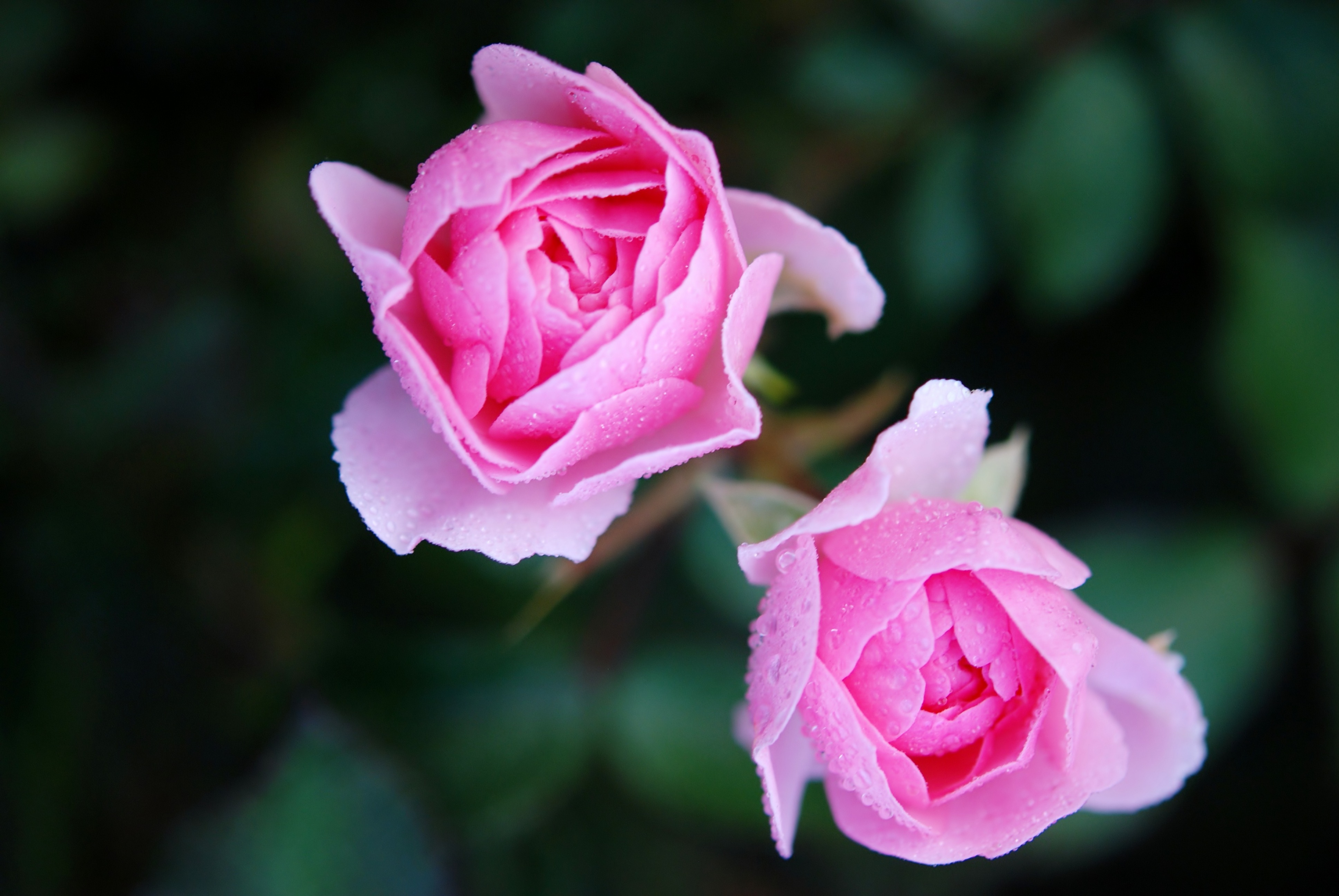 Фото бесплатно розовый, флора, природа