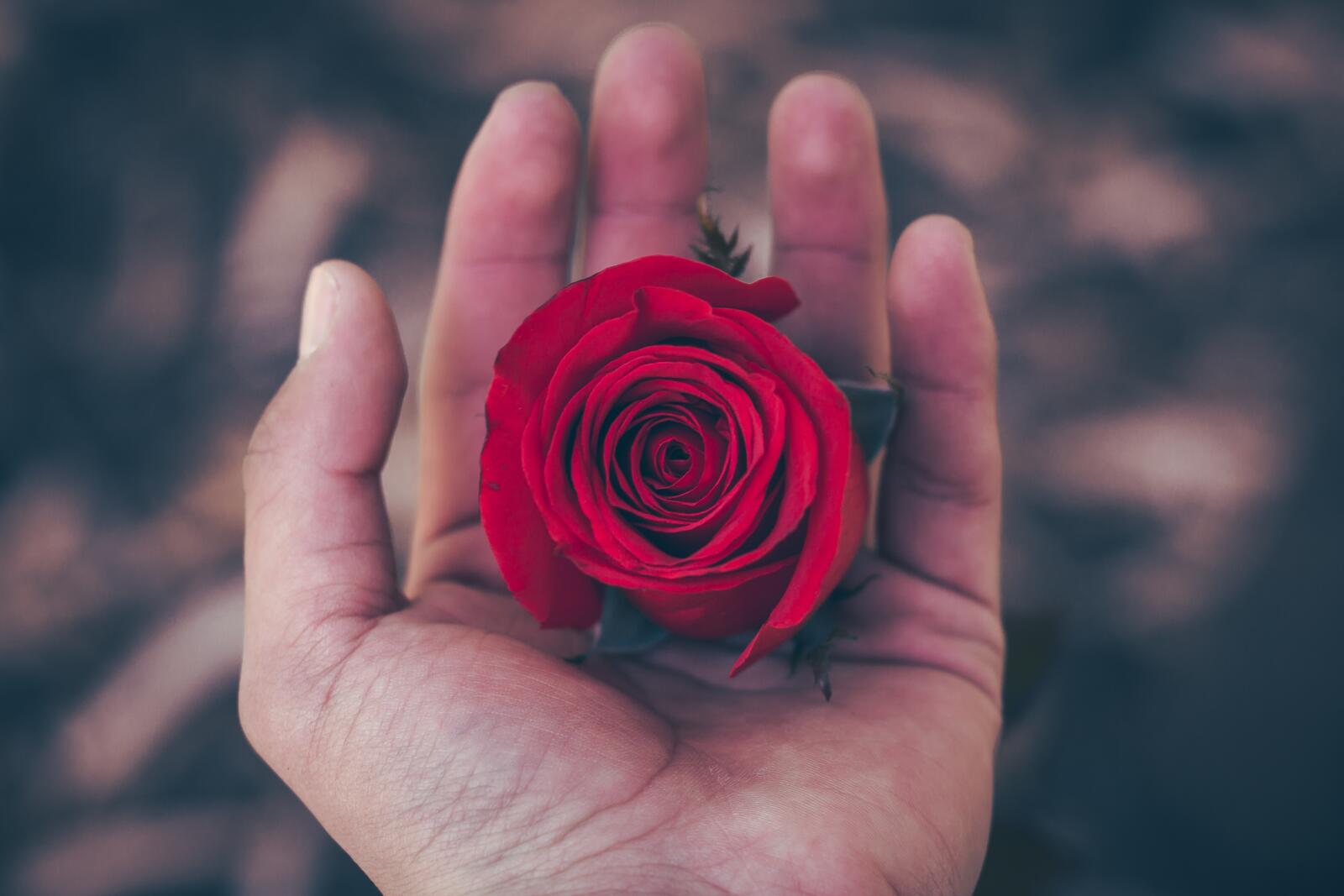 Обои красная роза руки лепестки на рабочий стол