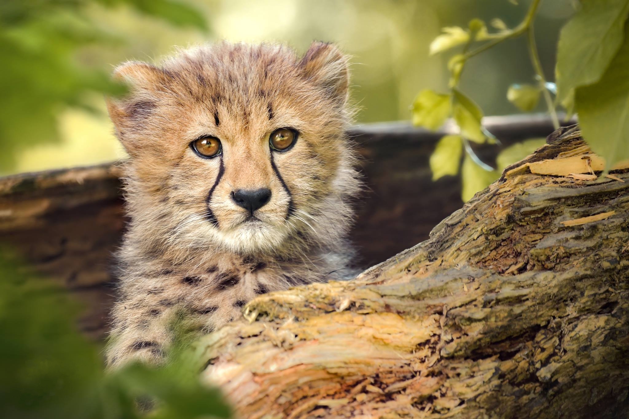 Photo free baby Cheetah, Cheetah, predator