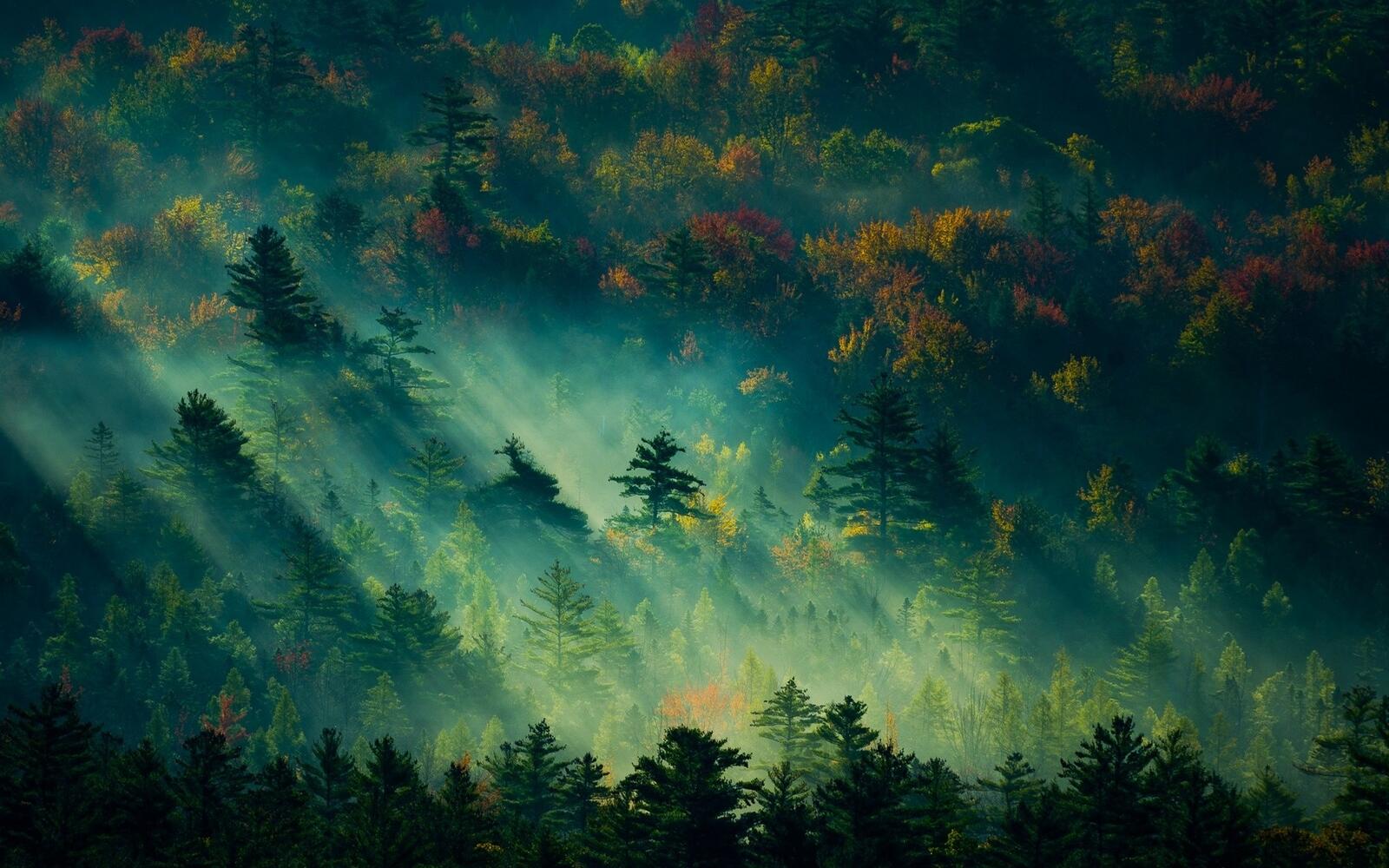 Обои туманный лес туман солнечные лучи на рабочий стол
