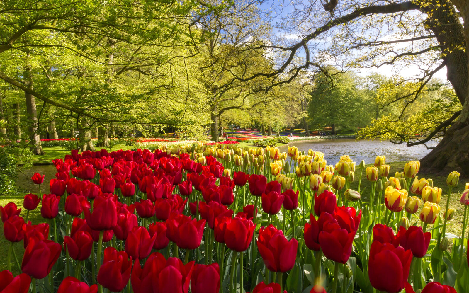 Обои Нидерланды обои keukenhof сад красных тюльпанов на рабочий стол