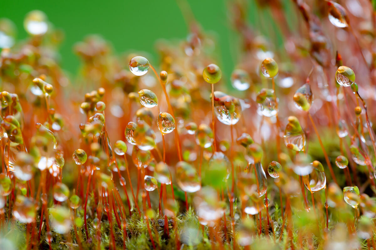 Moss in raindrops