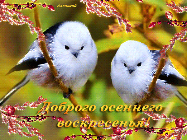Postcard free birds, good autumn sunday, good sunday morning