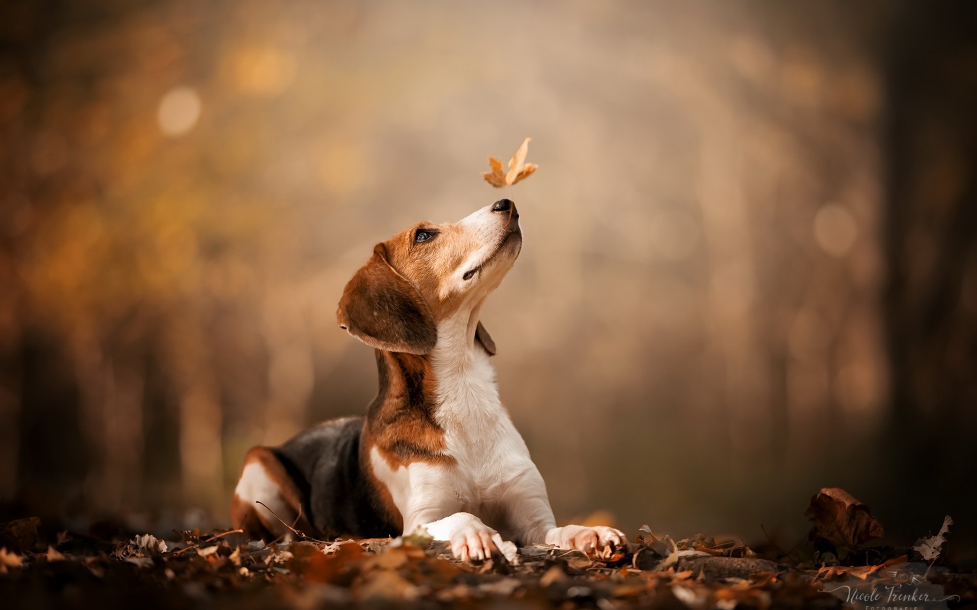 Free photo A beagle on fall leaves.