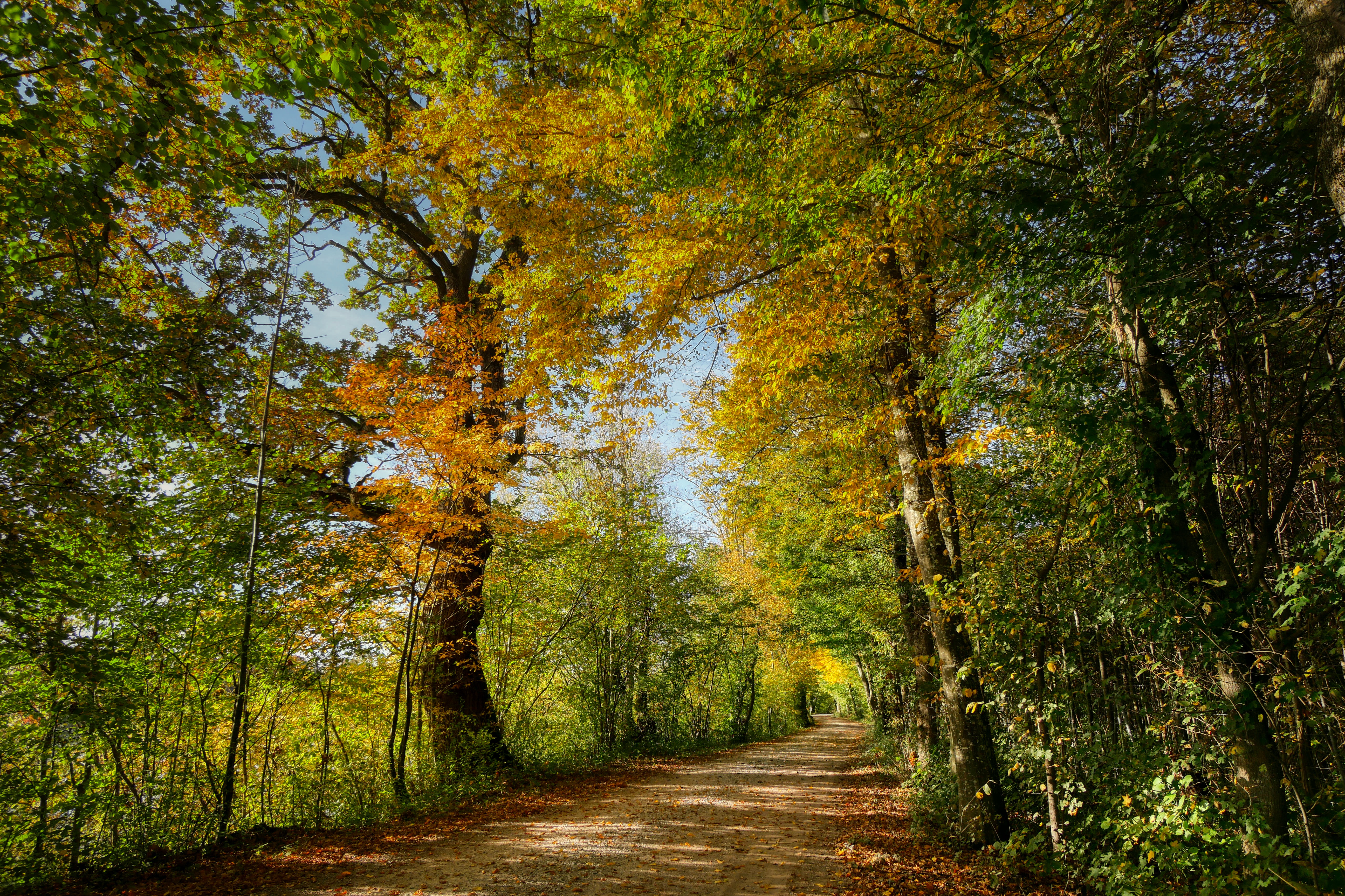 Free photo Free road, trees, beautiful wallpapers