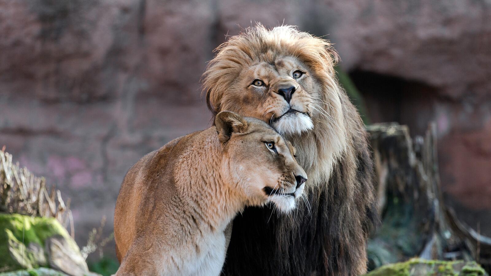 Wallpapers lion hugs predators on the desktop