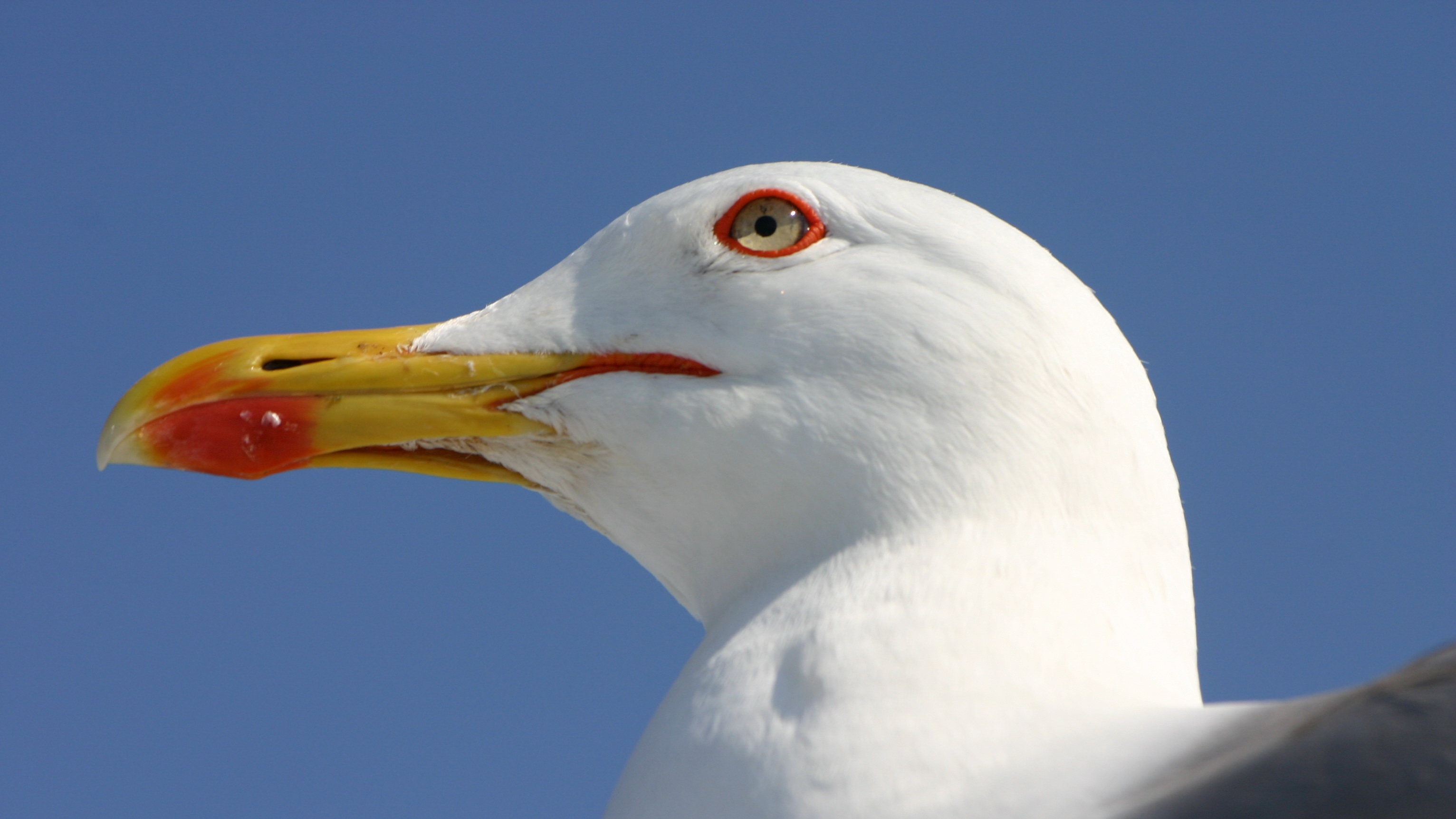 Photo free seagull, beak, close
