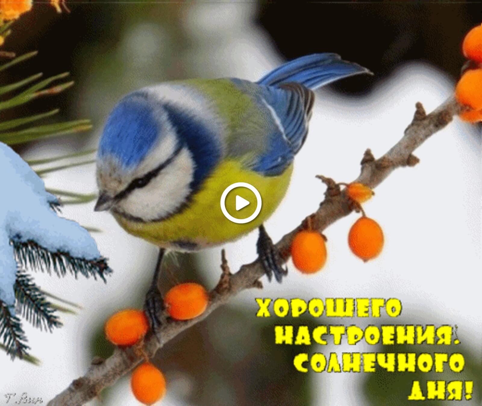 Открытка на тему зима утро пожелание птицы синица бесплатно