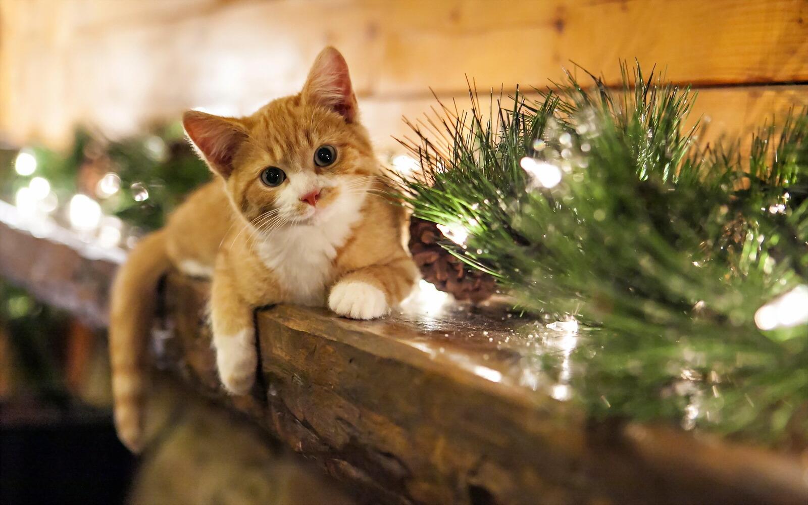 Wallpapers animals cats christmas on the desktop