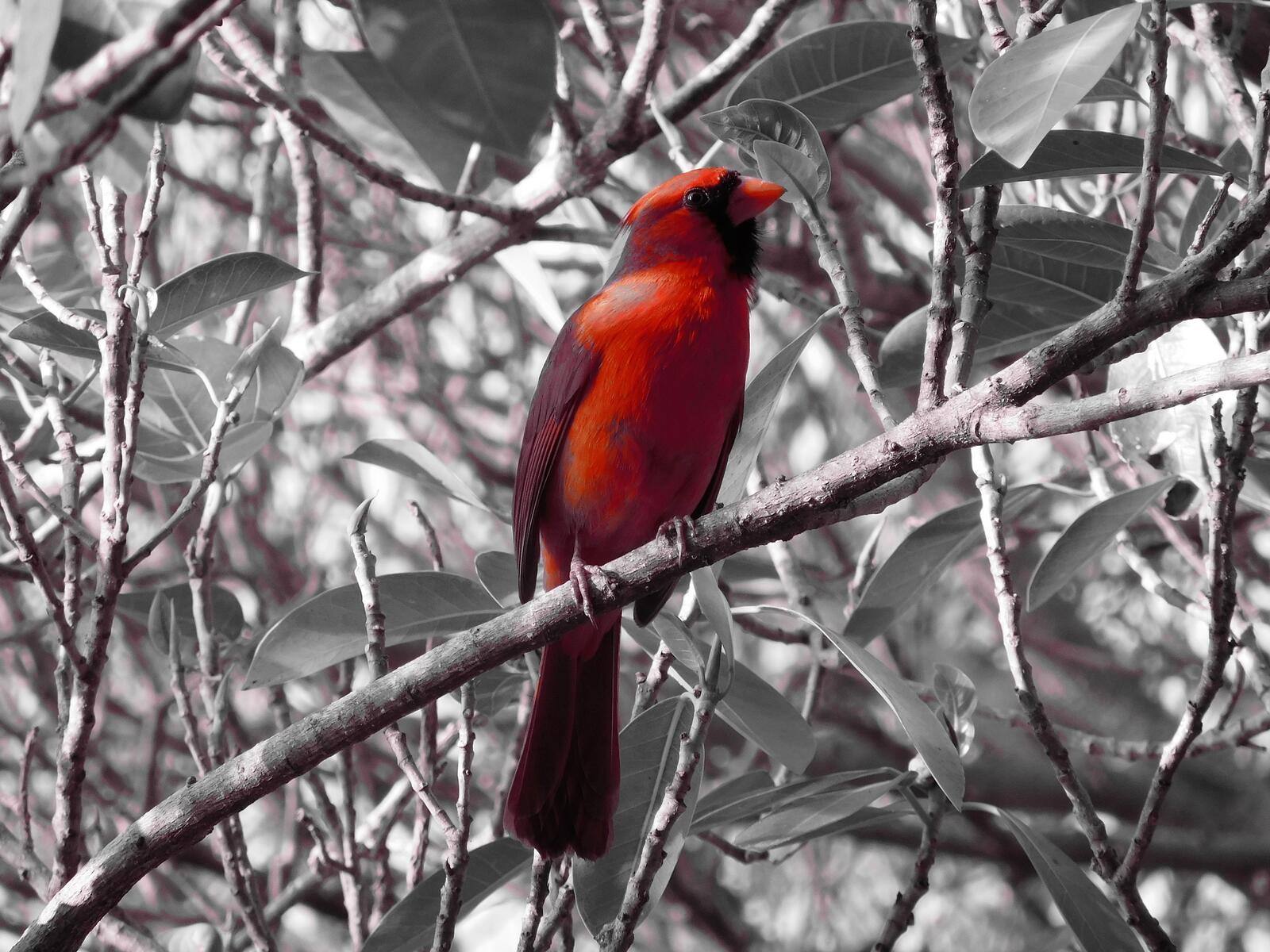Wallpapers branches tree wallpaper red cardinal on the desktop