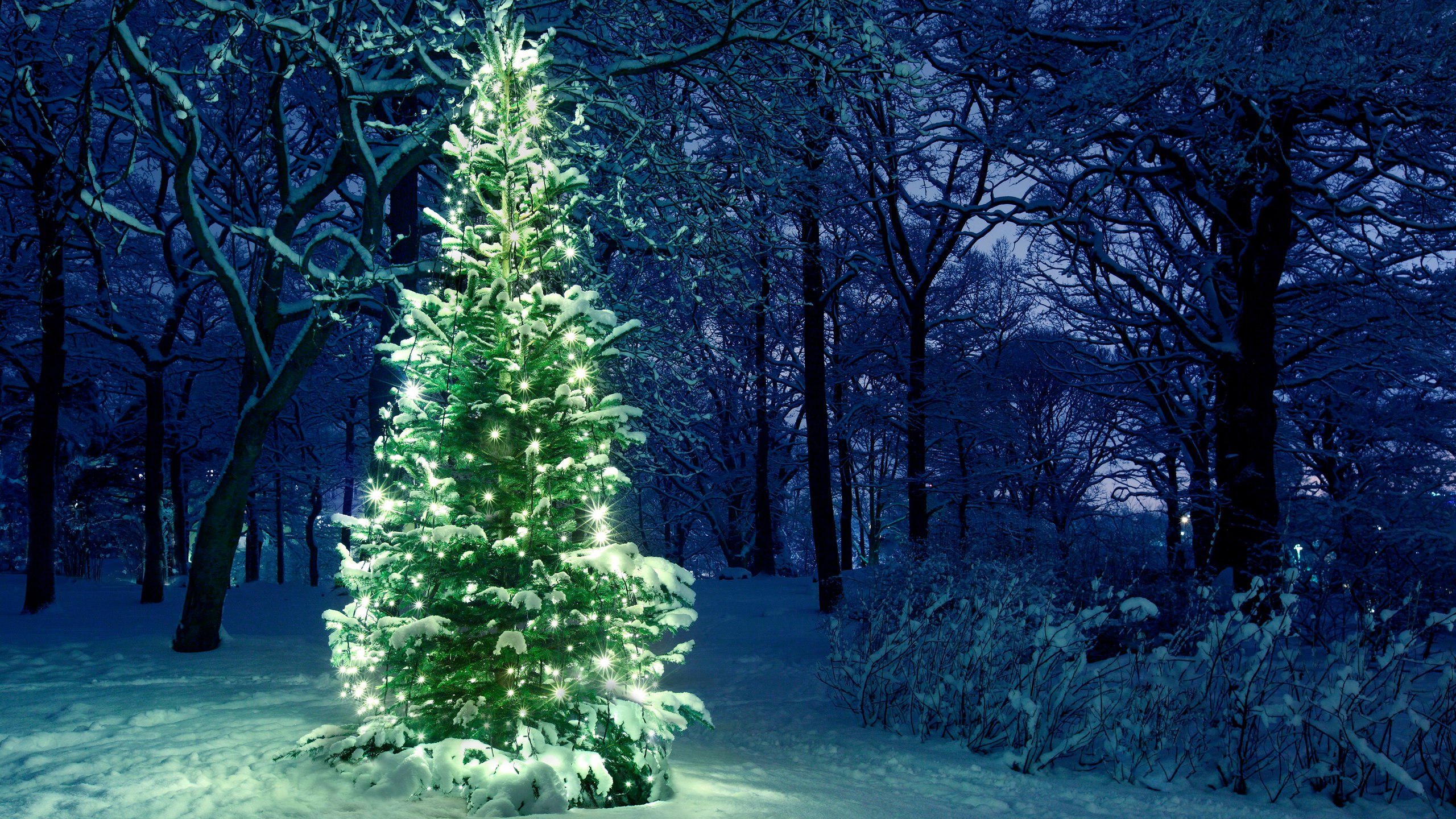 Фото бесплатно новогодняя гирлянда, рождественская елка, праздники