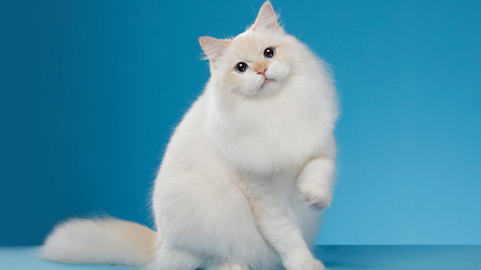 Wallpapers cute posing fluffy white cat on the desktop