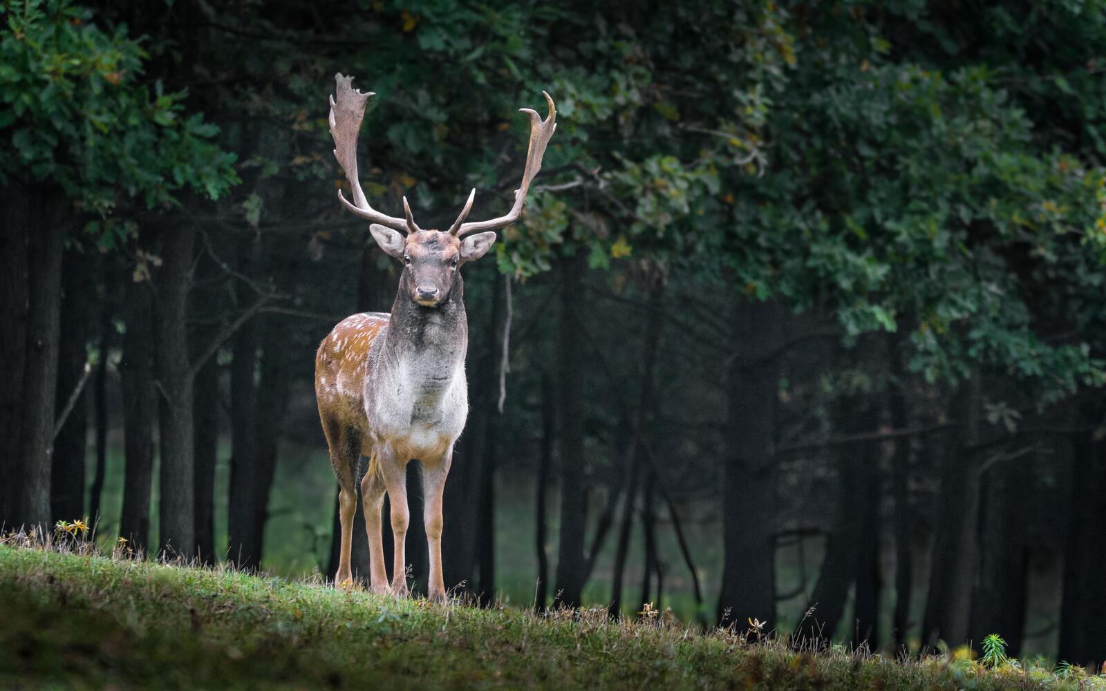 Wallpapers fallow deer deer horns on the desktop
