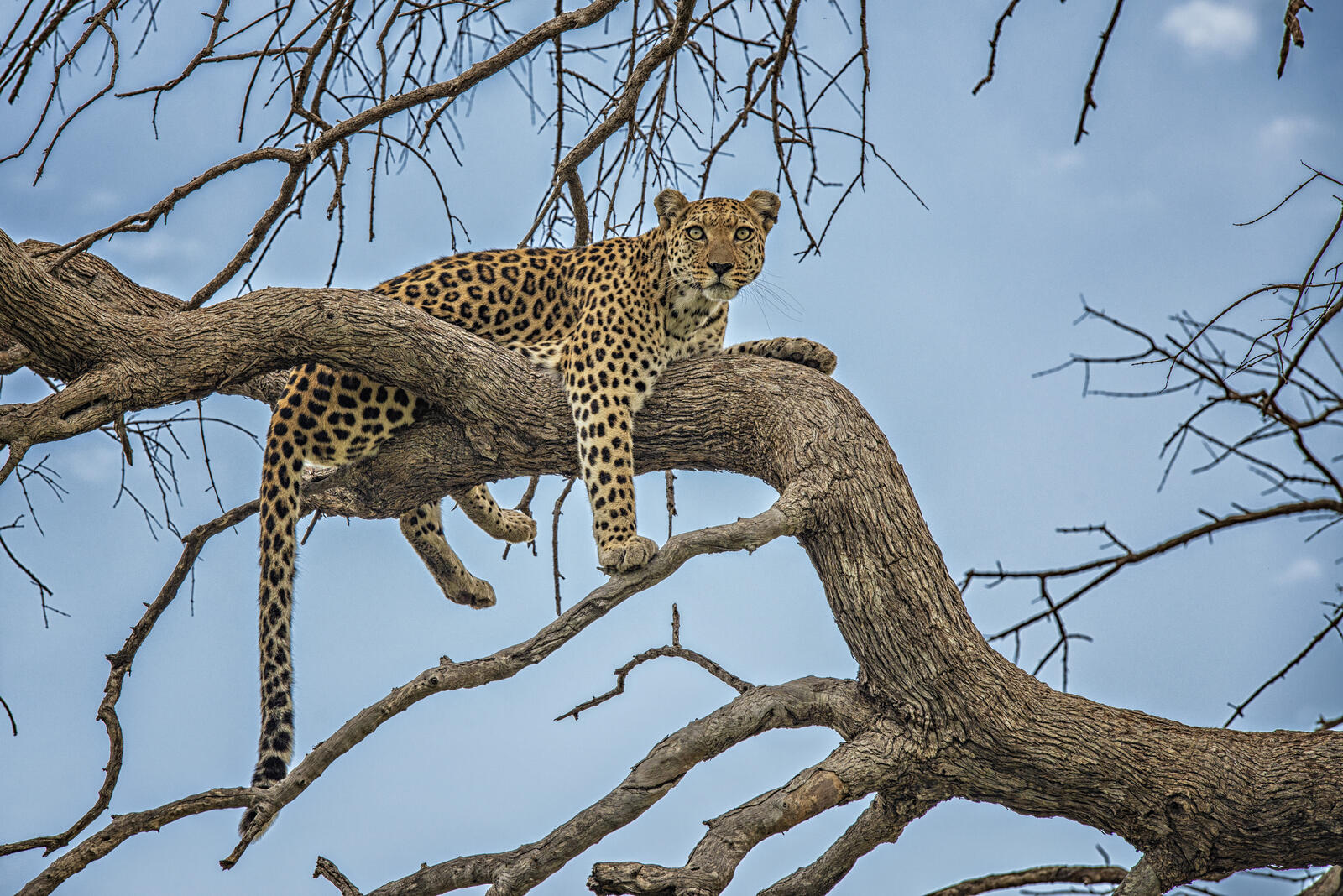 Обои леопард на дереве хищник большая кошка на рабочий стол