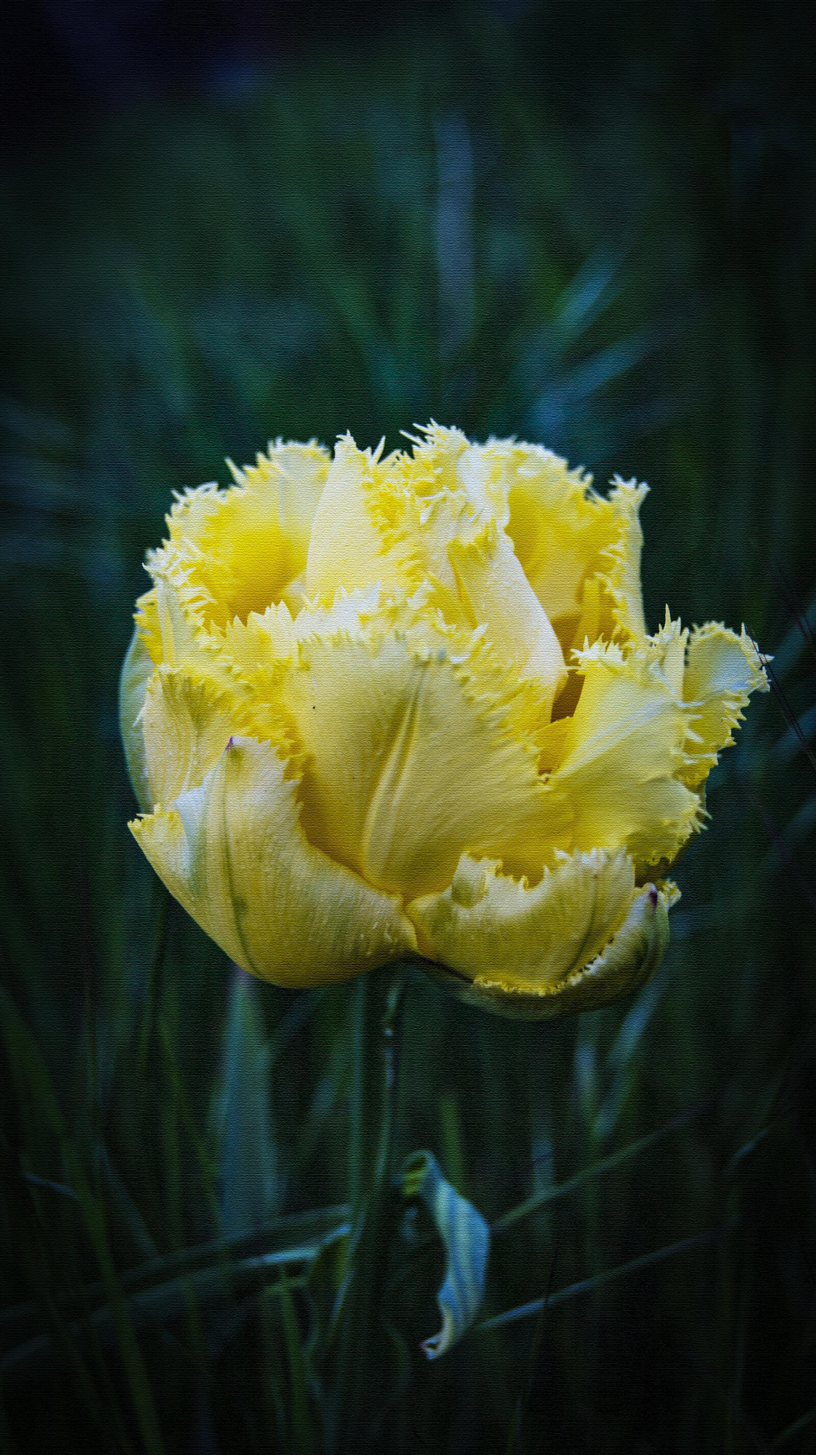 Бесплатное фото Майский тюльпан.Прекрасный цветок.
