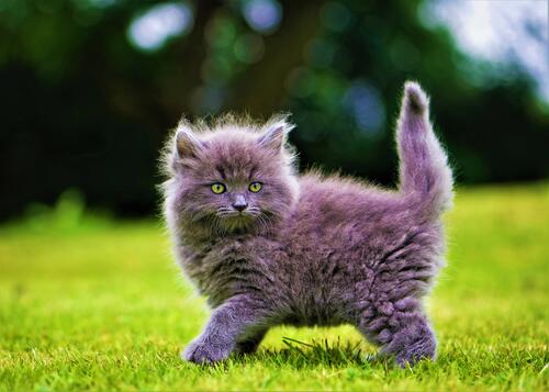Смешной котенок на зеленой полянке