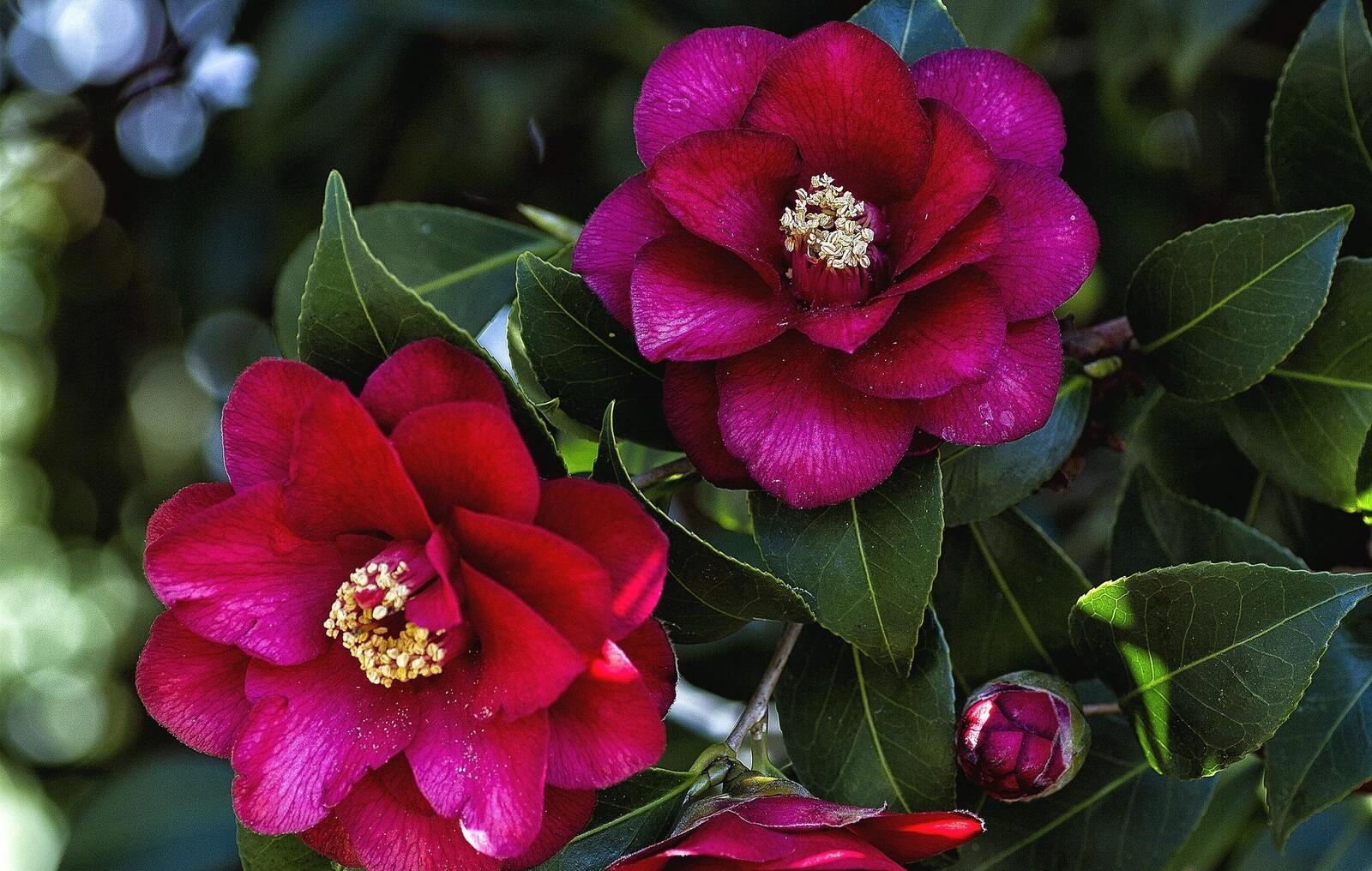 Wallpapers branches camellia flowers on the desktop