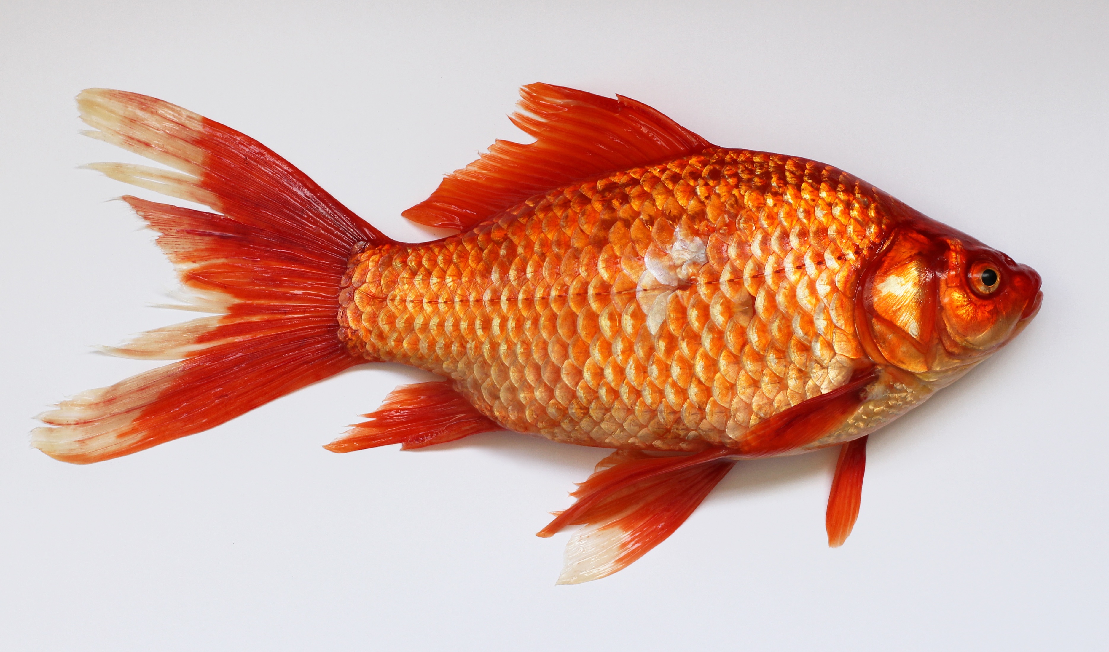 Фото бесплатно позвоночные, золотая рыбка, бесплатные изображения