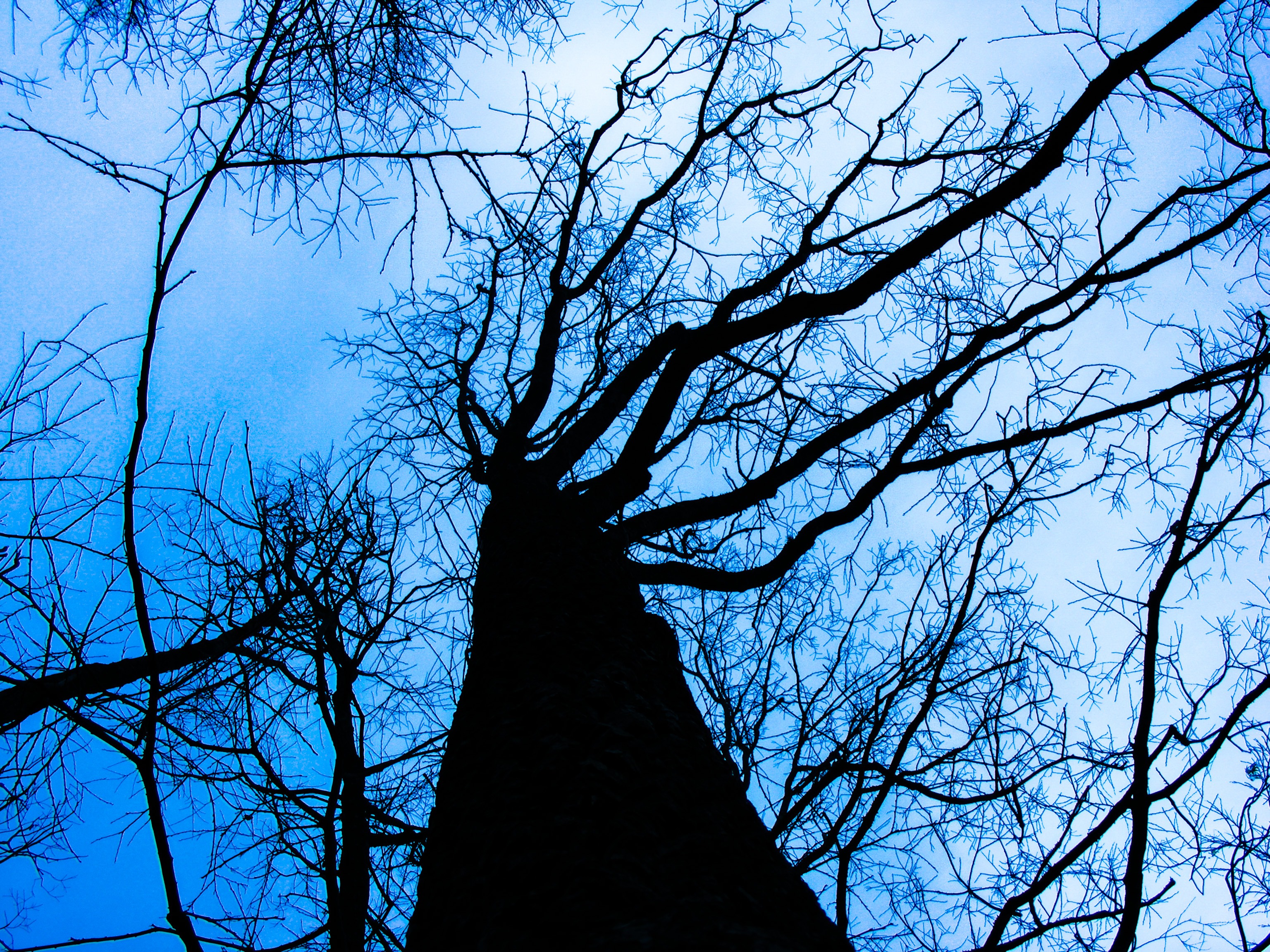 Фото бесплатно силуэт, веточка, дерево