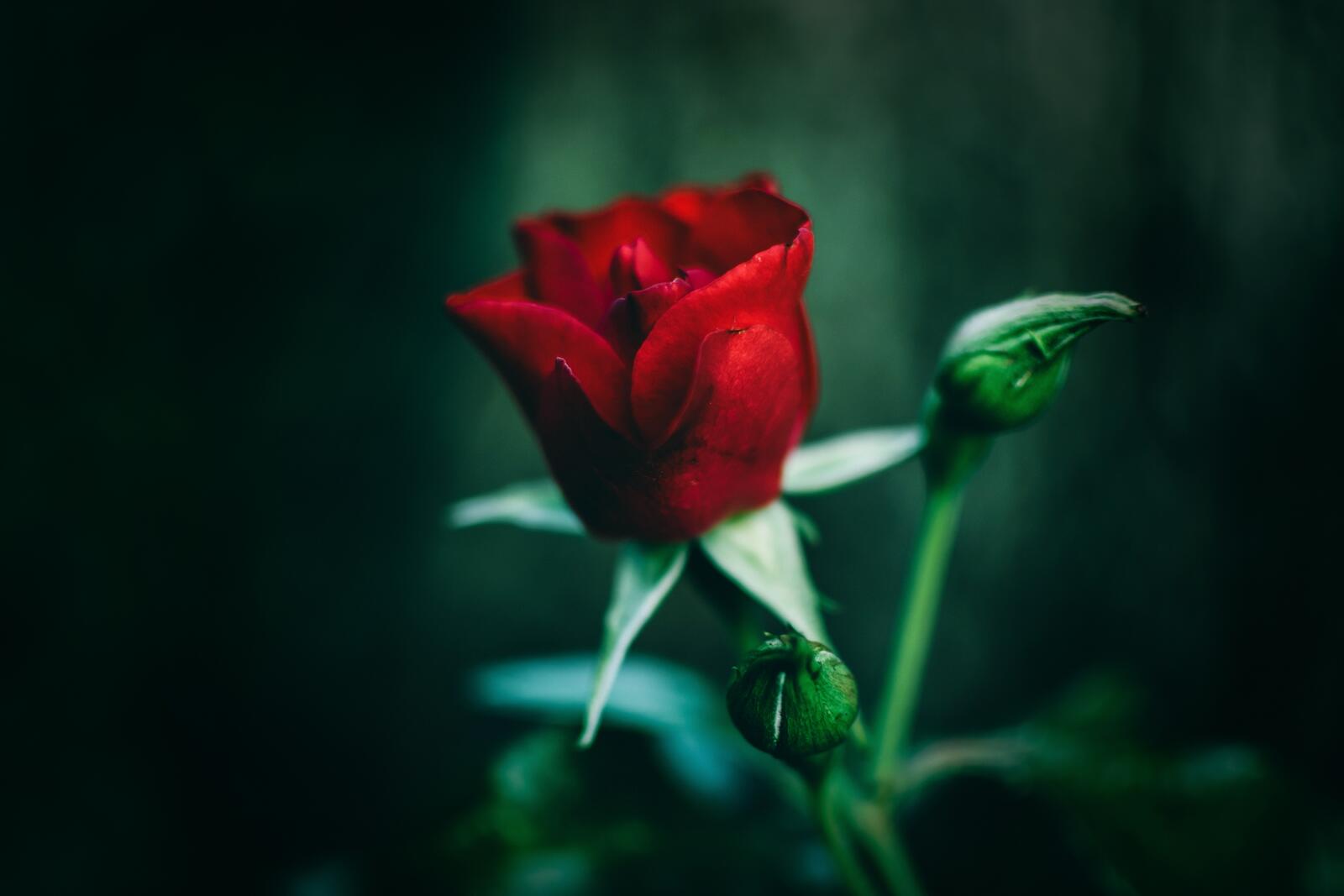 Бесплатное фото Бутоны нераспустившейся розы