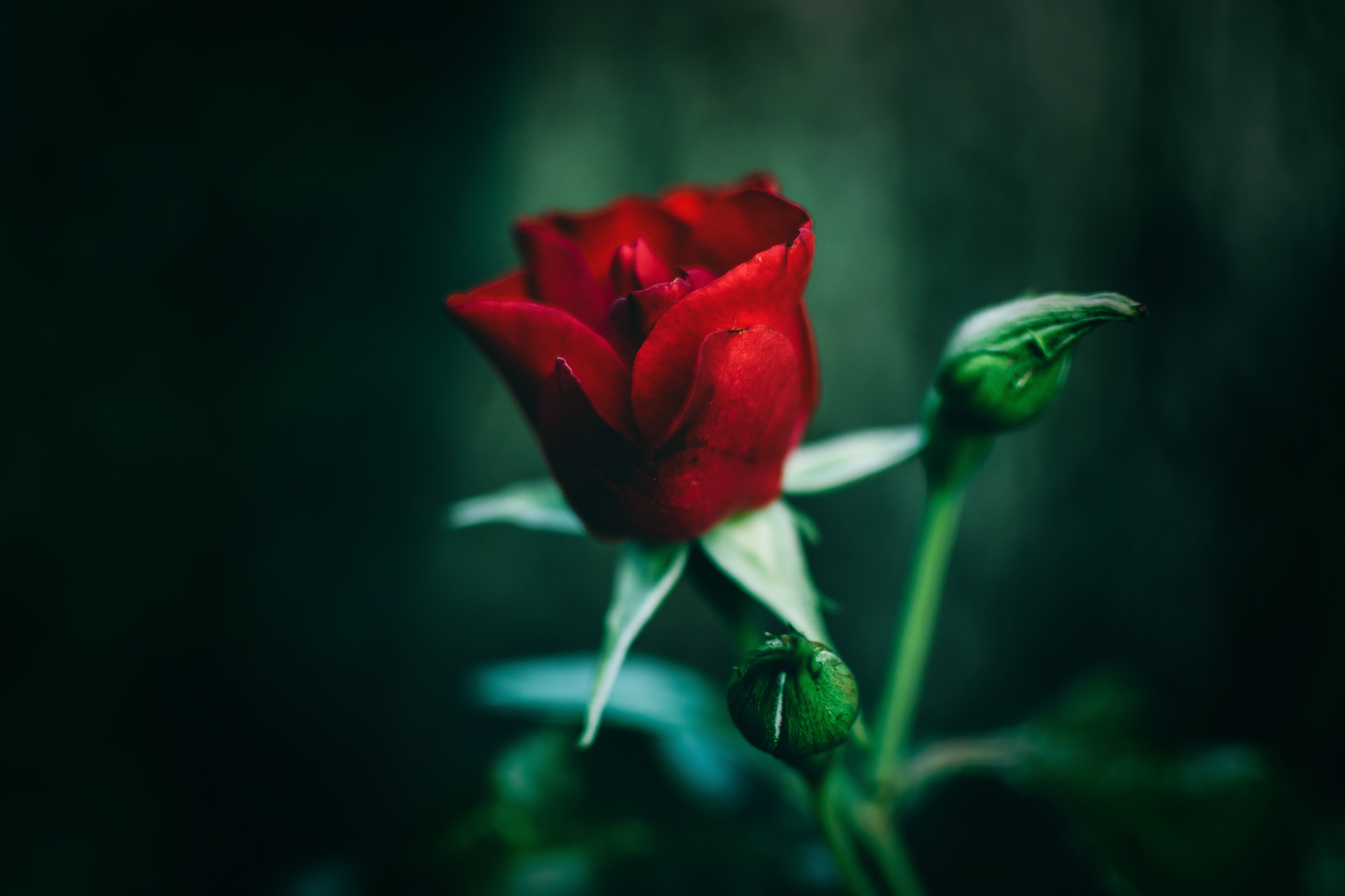 Красные розы через зеленое стекло. Одинокий цветок. Одинокий цветок фото. Розы Алые бутоны с зеленью. Красные обои.