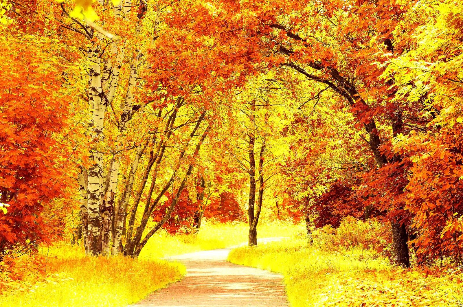 Wallpapers leaves forest road on the desktop