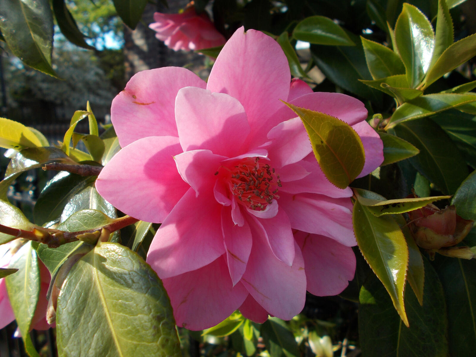 Wallpapers flowers pink color camellia on the desktop