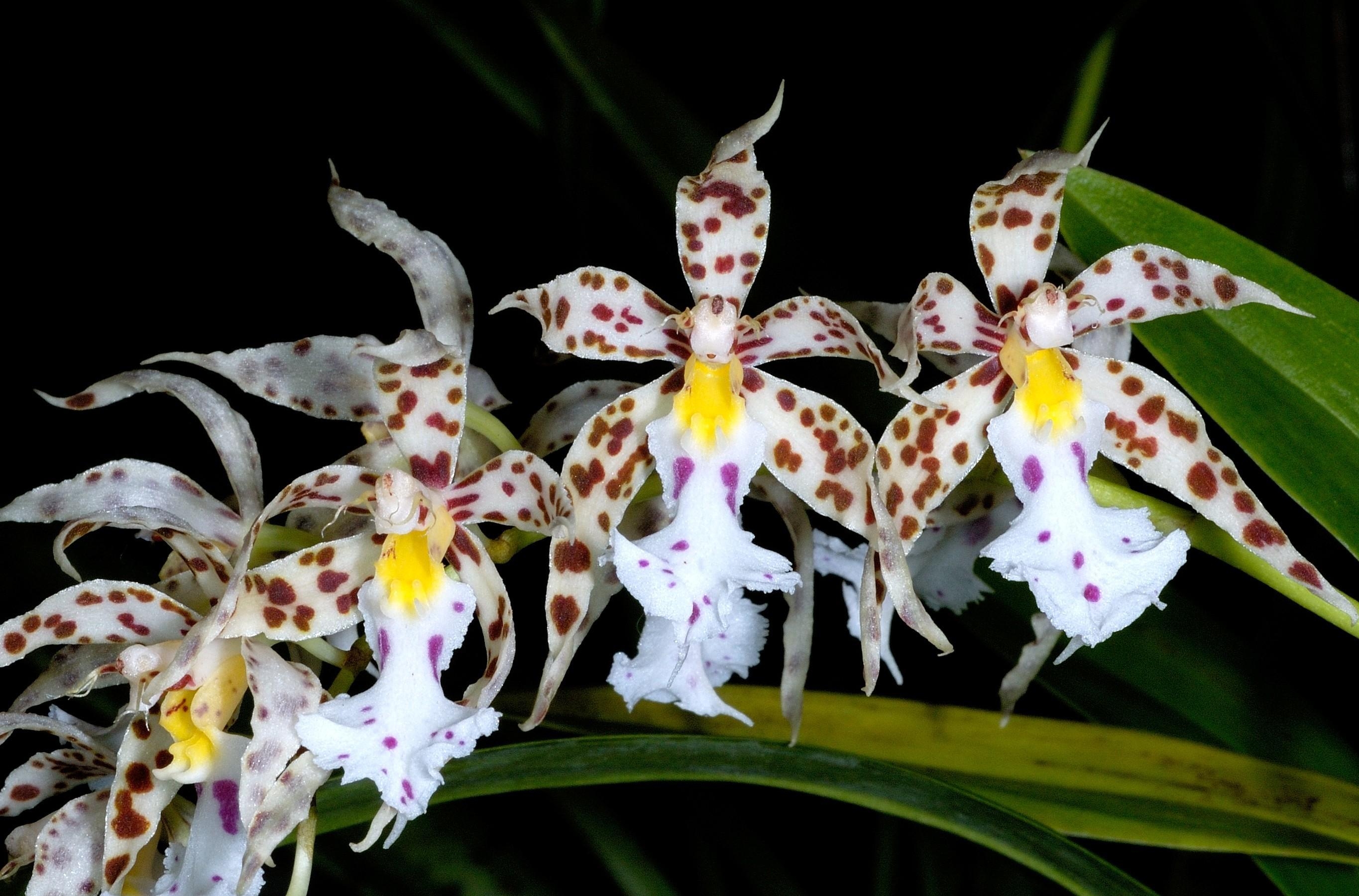 Wallpapers orchids flowers spotted on the desktop