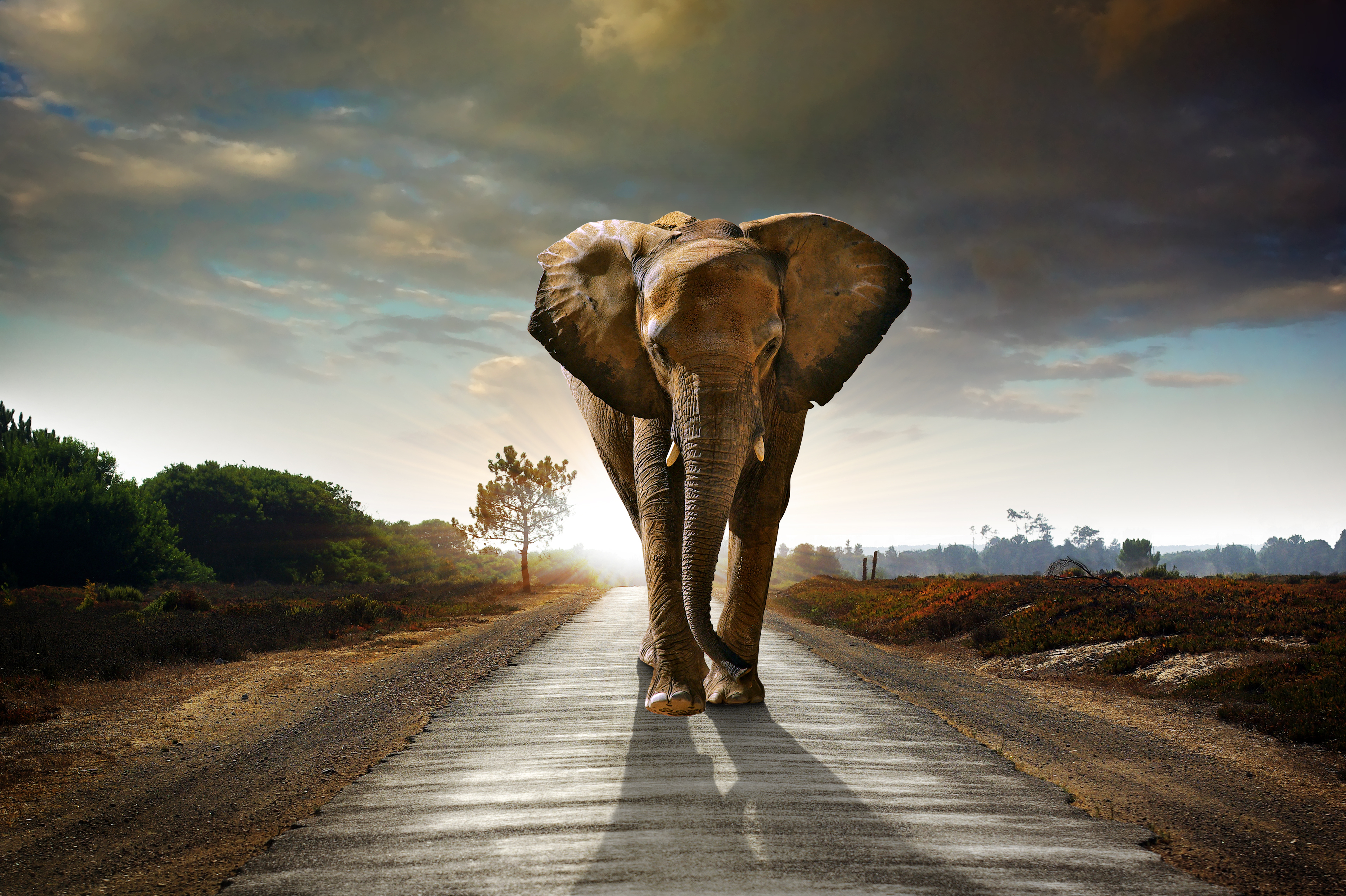 Wallpapers elephant animal road on the desktop