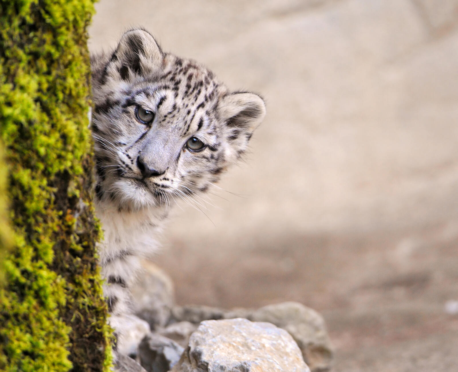 Wallpapers cats snow leopard animals on the desktop