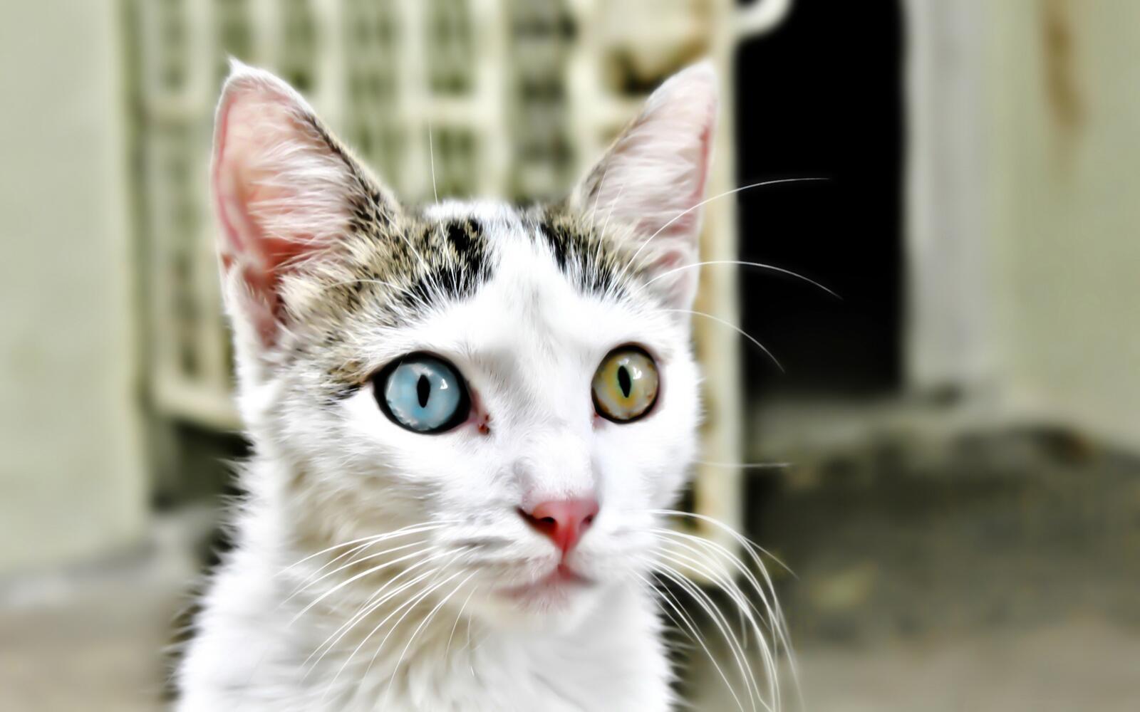 Wallpapers cat heterochromia muzzle on the desktop