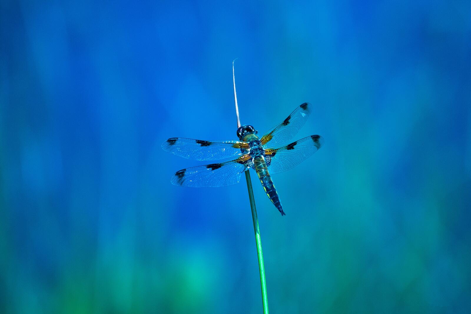 Wallpapers a blade of grass dragonfly macro on the desktop