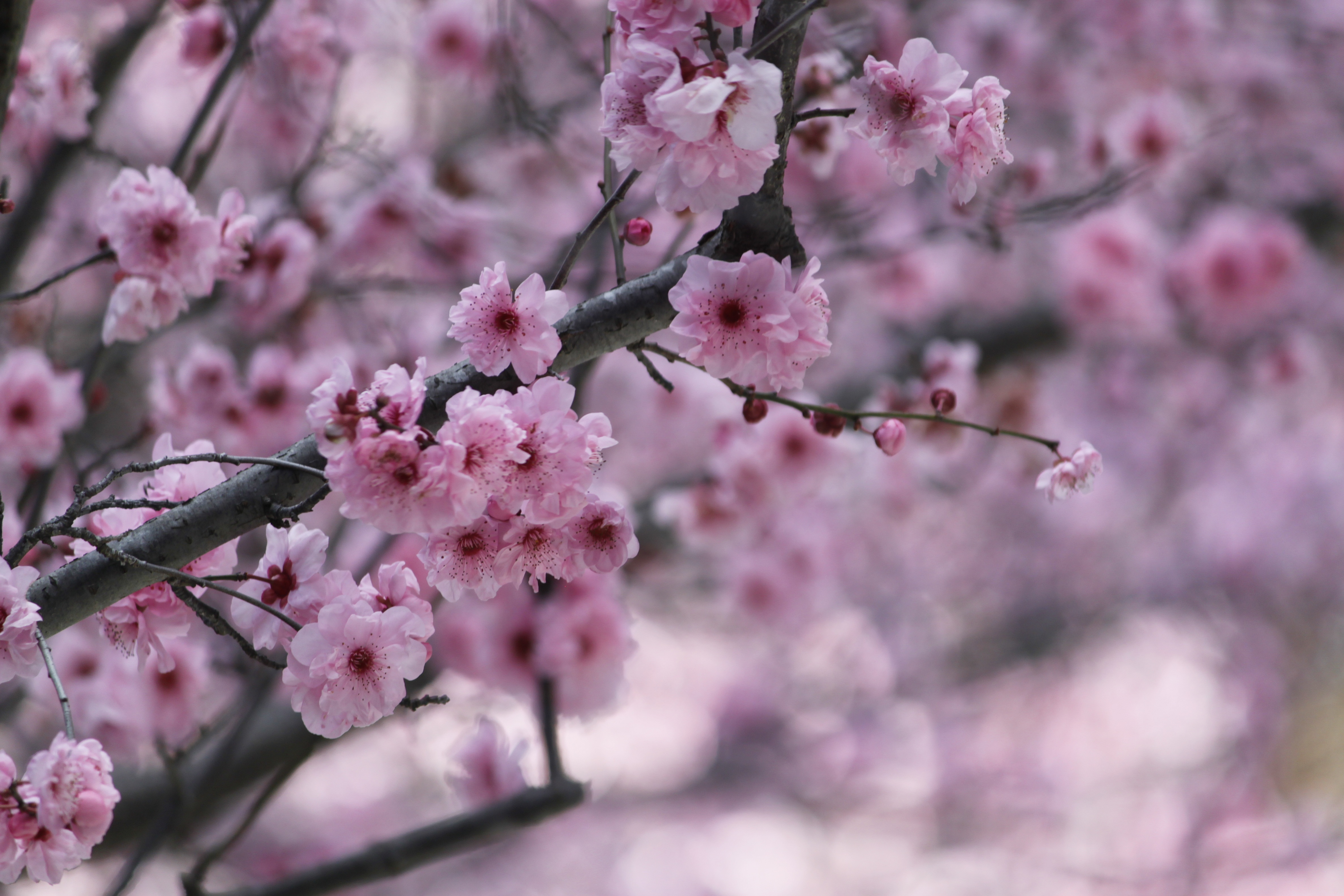 Фото вишни красота цветок - бесплатные картинки на Fonwall