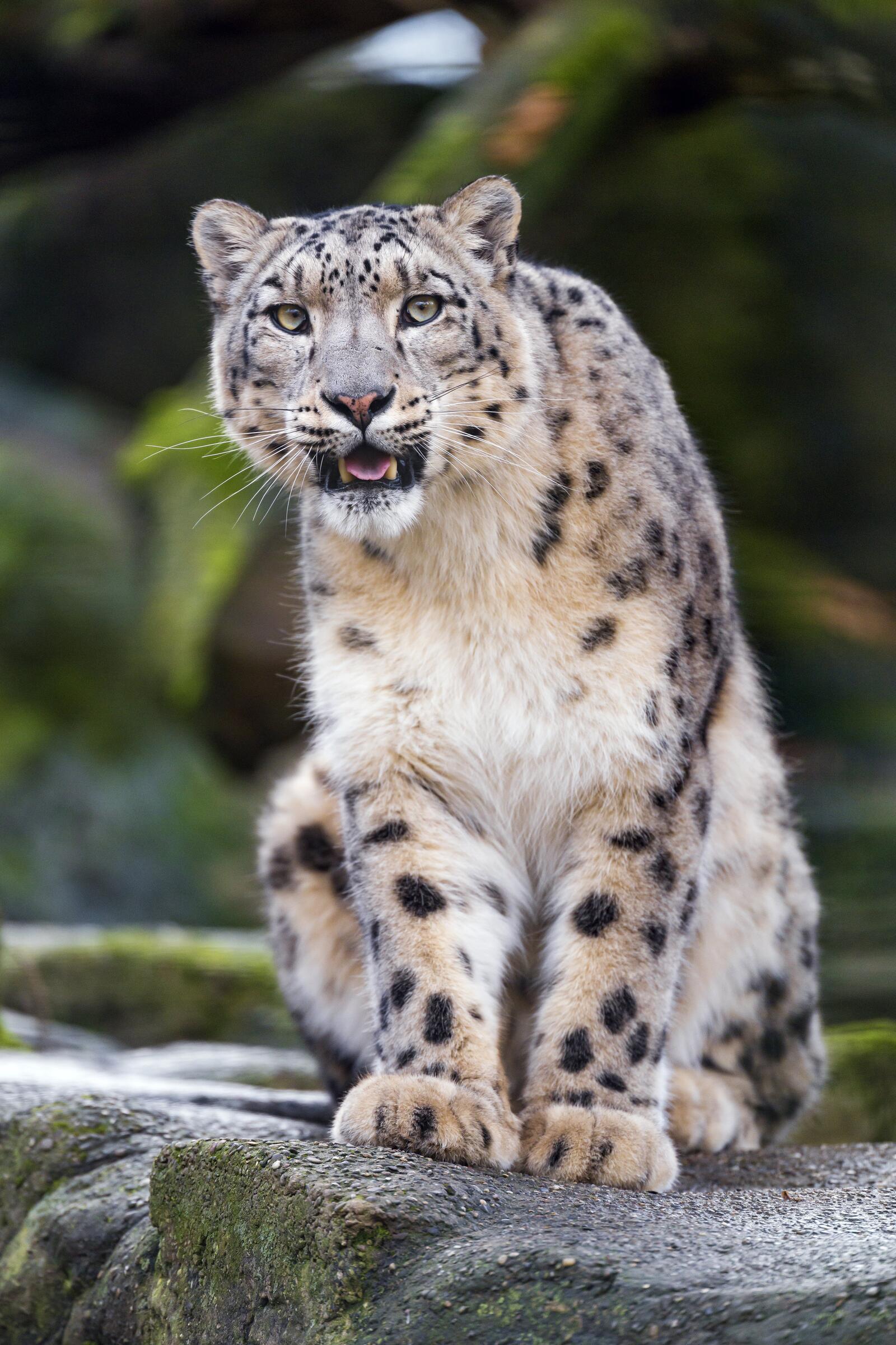 Free photo A snow leopard stares into the camera
