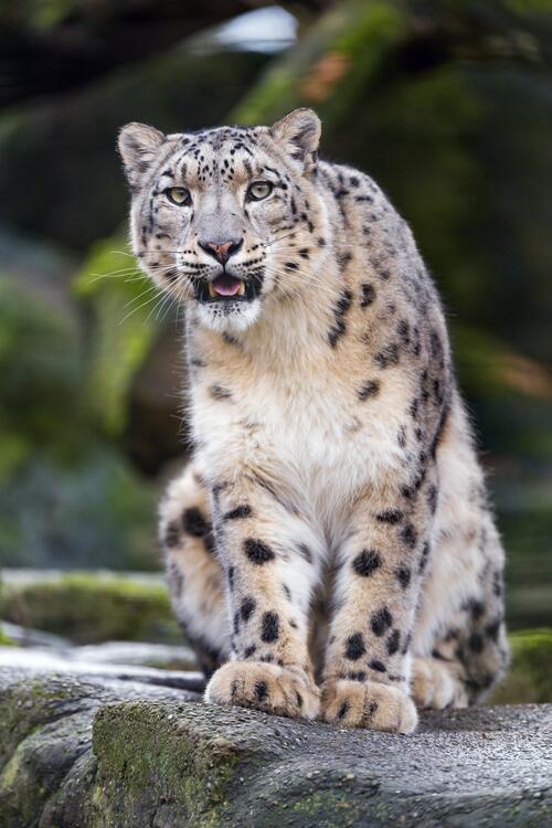 A snow leopard stares into the camera
