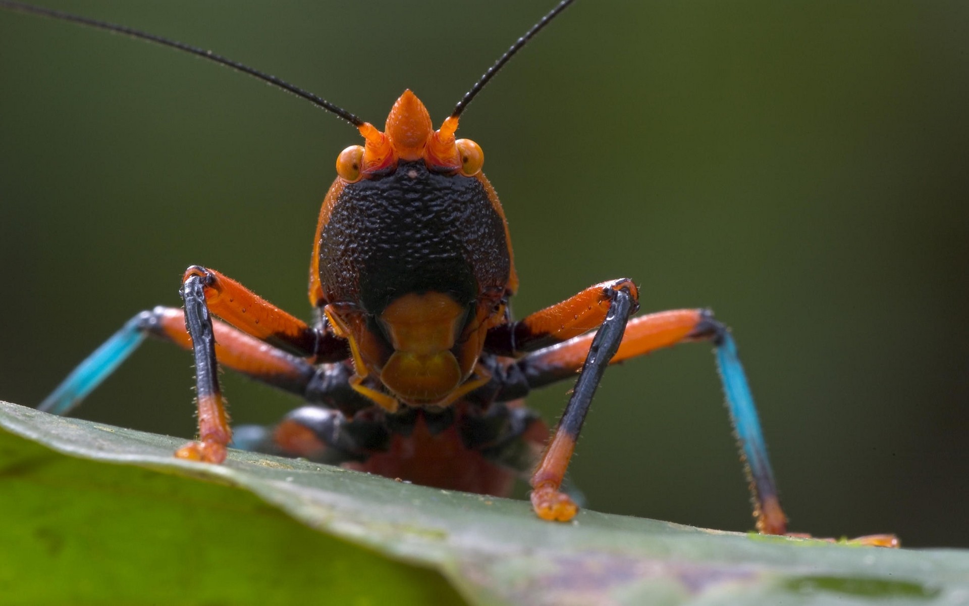 Фото бесплатно жук-листоед, беспозвоночный, насекомые