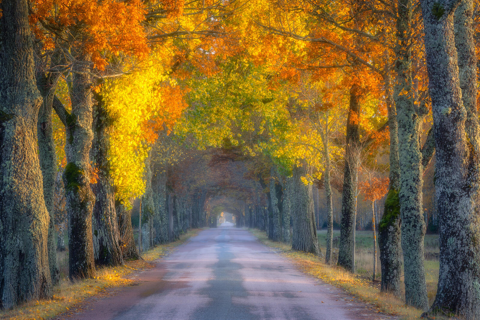 Wallpapers landscapes paints of autumn landscape on the desktop